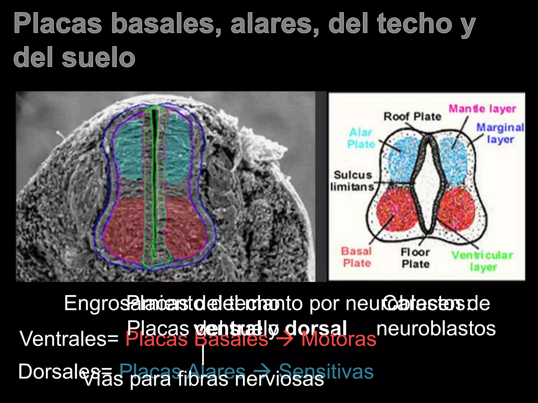 Engrosamiento del manto por neuroblastos:
ventral y dorsal
Ventrales= Placas Basales  Motoras
Dorsales= Placas Alares  Sensitivas
Placas del techo
Placas del suelo
|
Vías para fibras nerviosas
Carecen de
neuroblastos
 