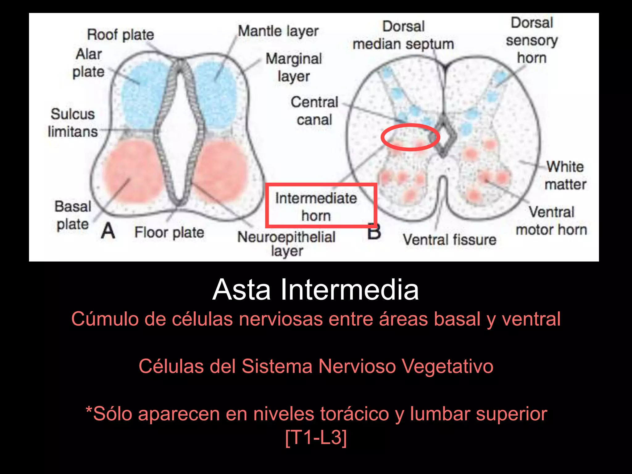 Asta Intermedia
Cúmulo de células nerviosas entre áreas basal y ventral
Células del Sistema Nervioso Vegetativo
*Sólo aparecen en niveles torácico y lumbar superior
[T1-L3]
 