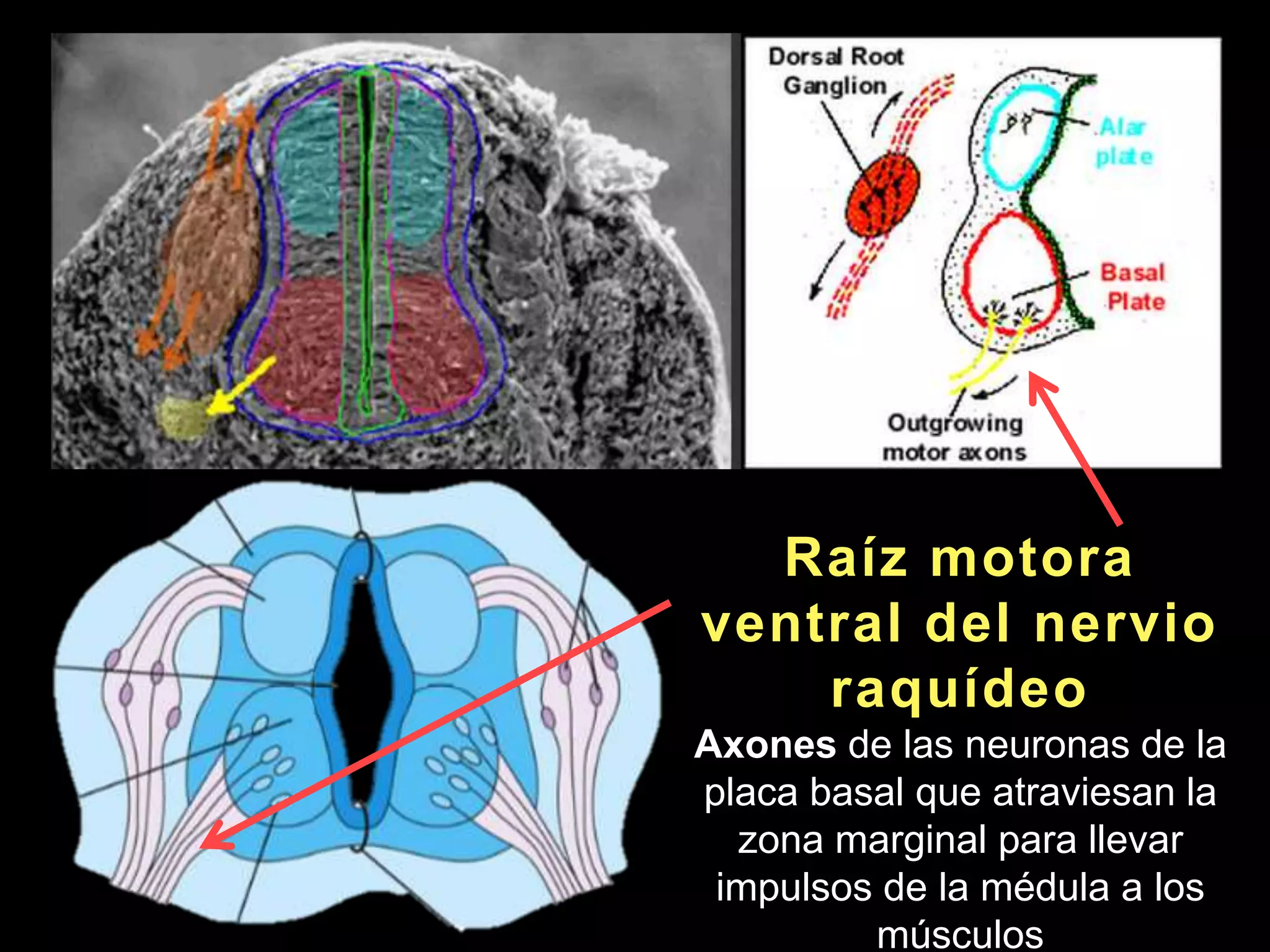 Raíz motora
ventral del nervio
raquídeo
Axones de las neuronas de la
placa basal que atraviesan la
zona marginal para llevar
impulsos de la médula a los
músculos
 