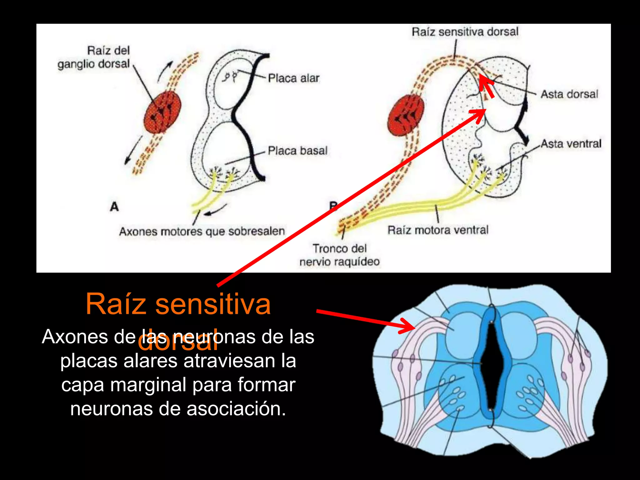 Raíz sensitiva
dorsalAxones de las neuronas de las
placas alares atraviesan la
capa marginal para formar
neuronas de asociación.
 