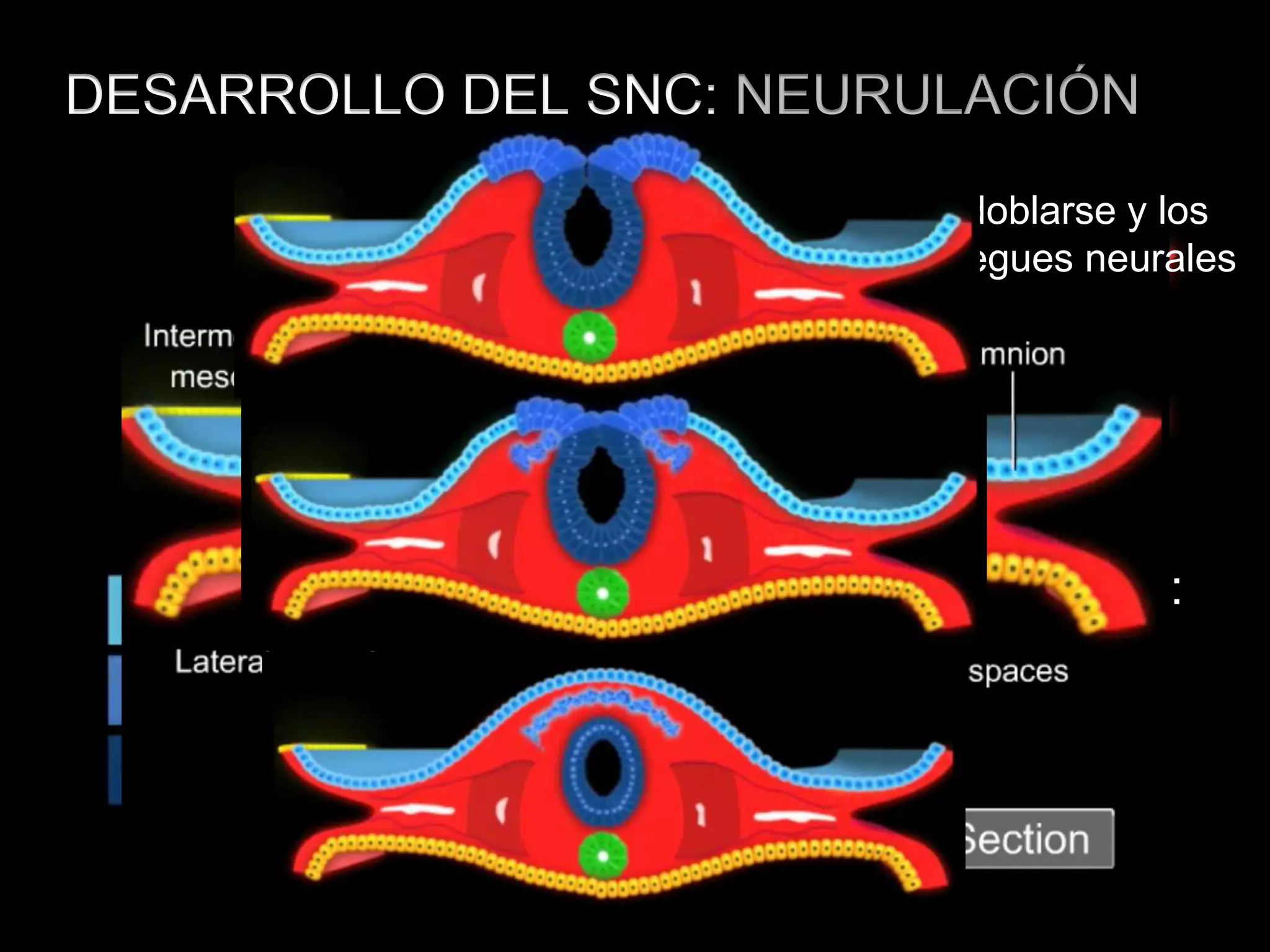 DESARROLLO DEL SNC: NEURULACIÓN
Tercera semana
Engrosamiento del ectodermo:
PLACA NEURAL
En región dorsomedial
La placa comienza a doblarse y los
extremos se elevan: pliegues neurales
Pliegues
neurales
Surco neural
 