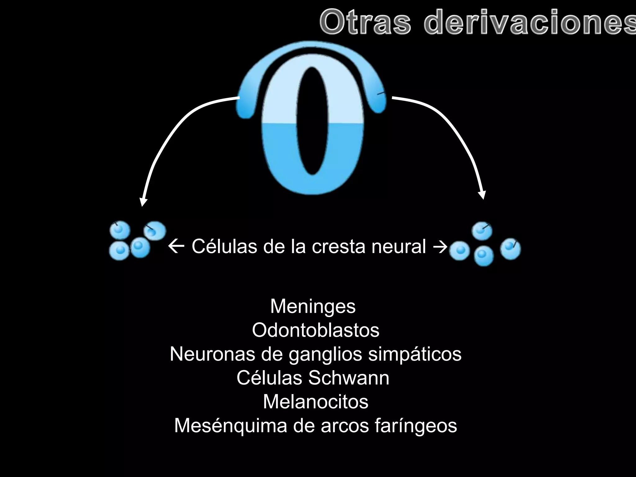  Células de la cresta neural 
Meninges
Odontoblastos
Neuronas de ganglios simpáticos
Células Schwann
Melanocitos
Mesénquima de arcos faríngeos
 