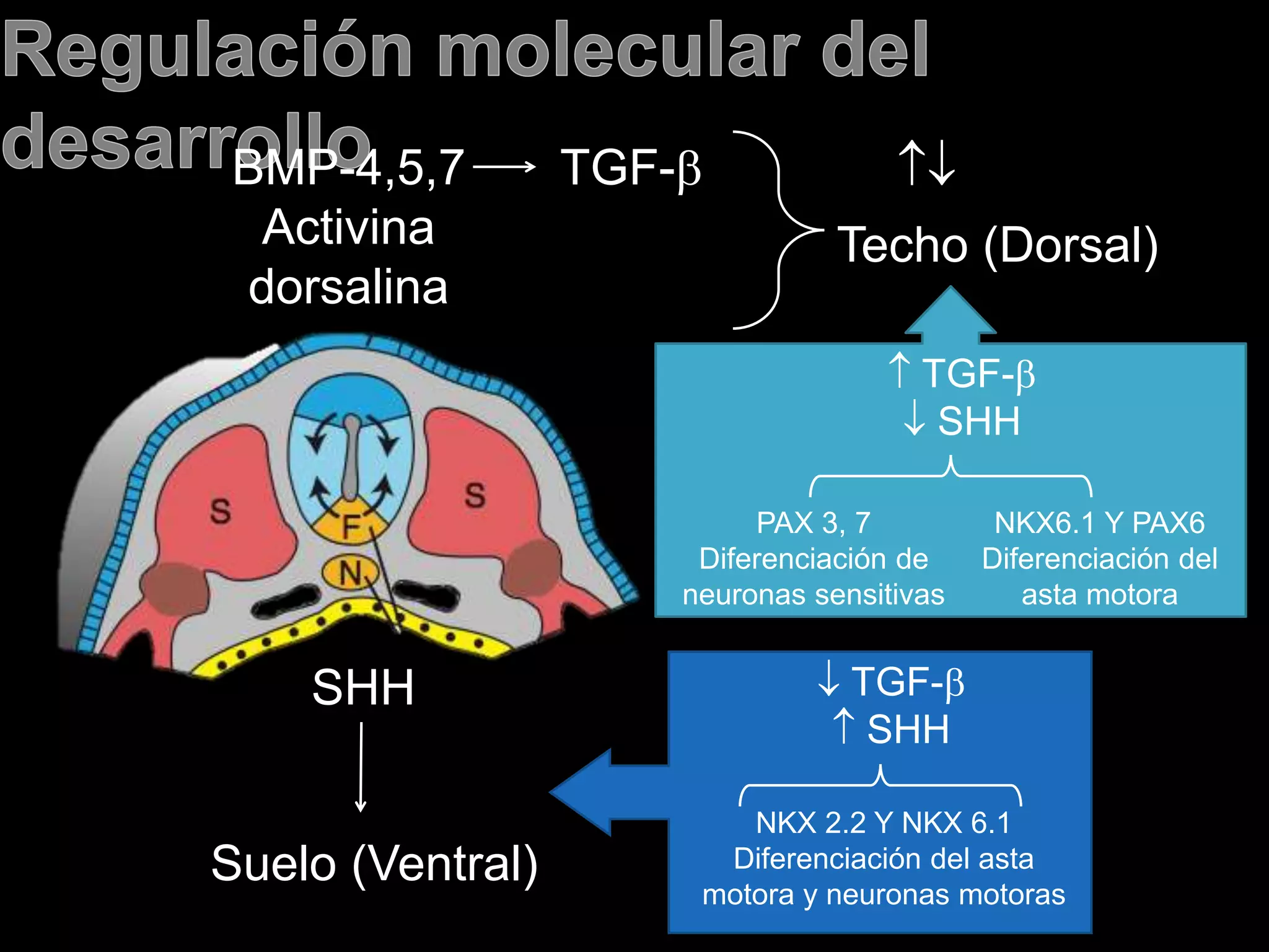 SHH
BMP-4,5,7
Activina
dorsalina
TGF-
Techo (Dorsal)
Suelo (Ventral)
 TGF-
 SHH

PAX 3, 7
Diferenciación de
neuronas sensitivas
NKX6.1 Y PAX6
Diferenciación del
asta motora
 TGF-
 SHH
NKX 2.2 Y NKX 6.1
Diferenciación del asta
motora y neuronas motoras
 