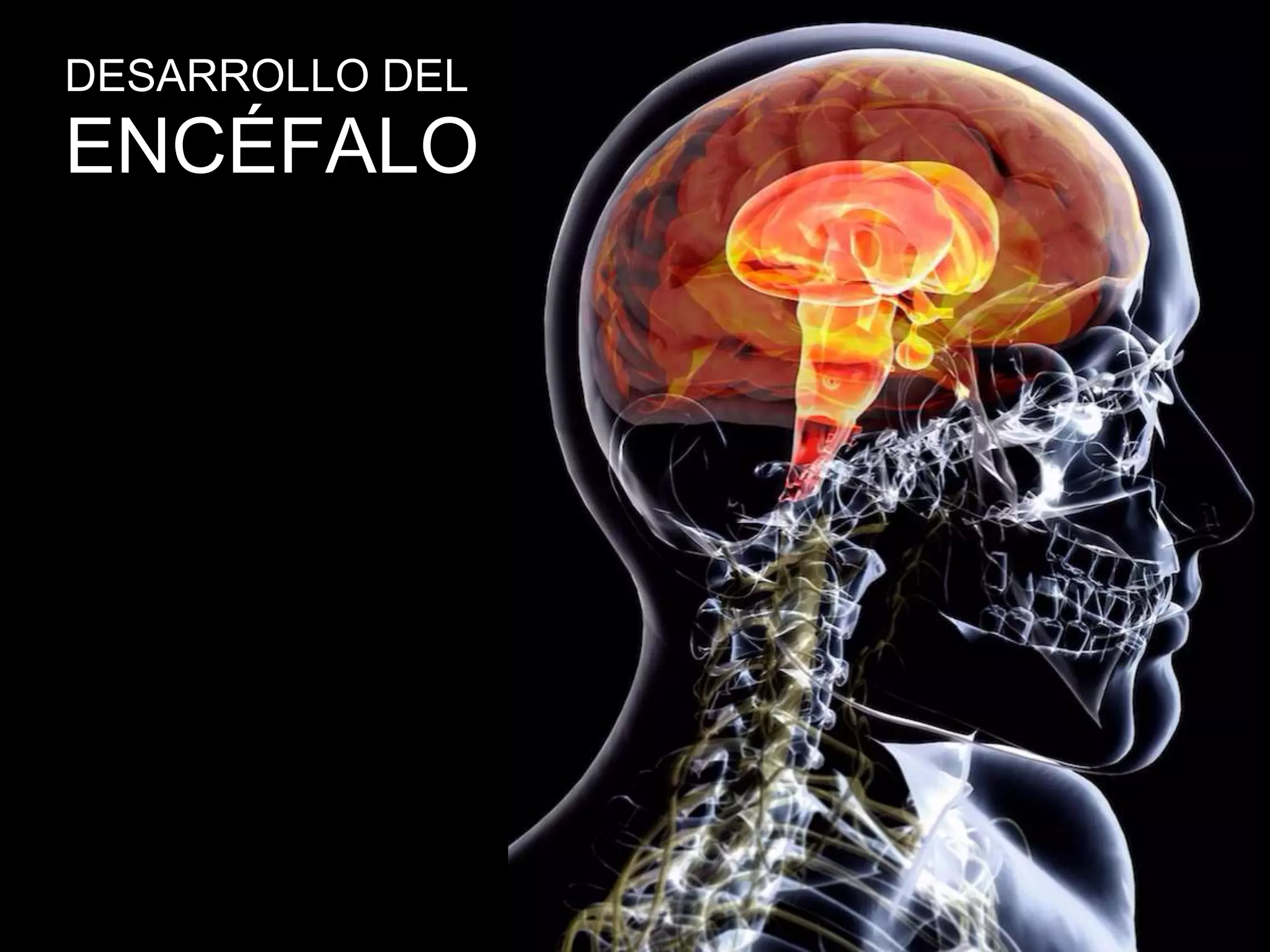 ENCÉFALO
DESARROLLO DEL
 