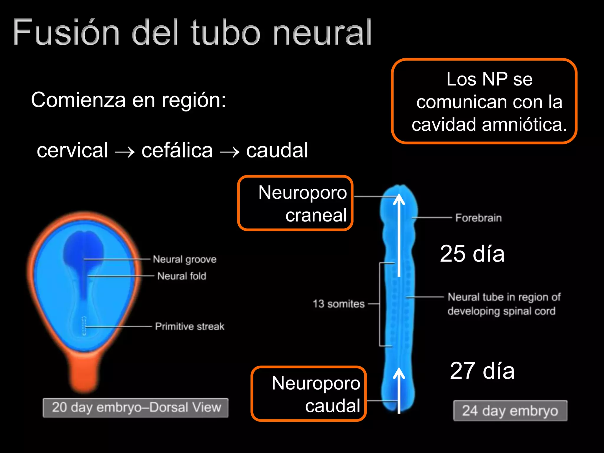 Fusión del tubo neural
Comienza en región:
cervical  cefálica  caudal
Neuroporo
craneal
Neuroporo
caudal
Los NP se
comunican con la
cavidad amniótica.
25 día
27 día
 