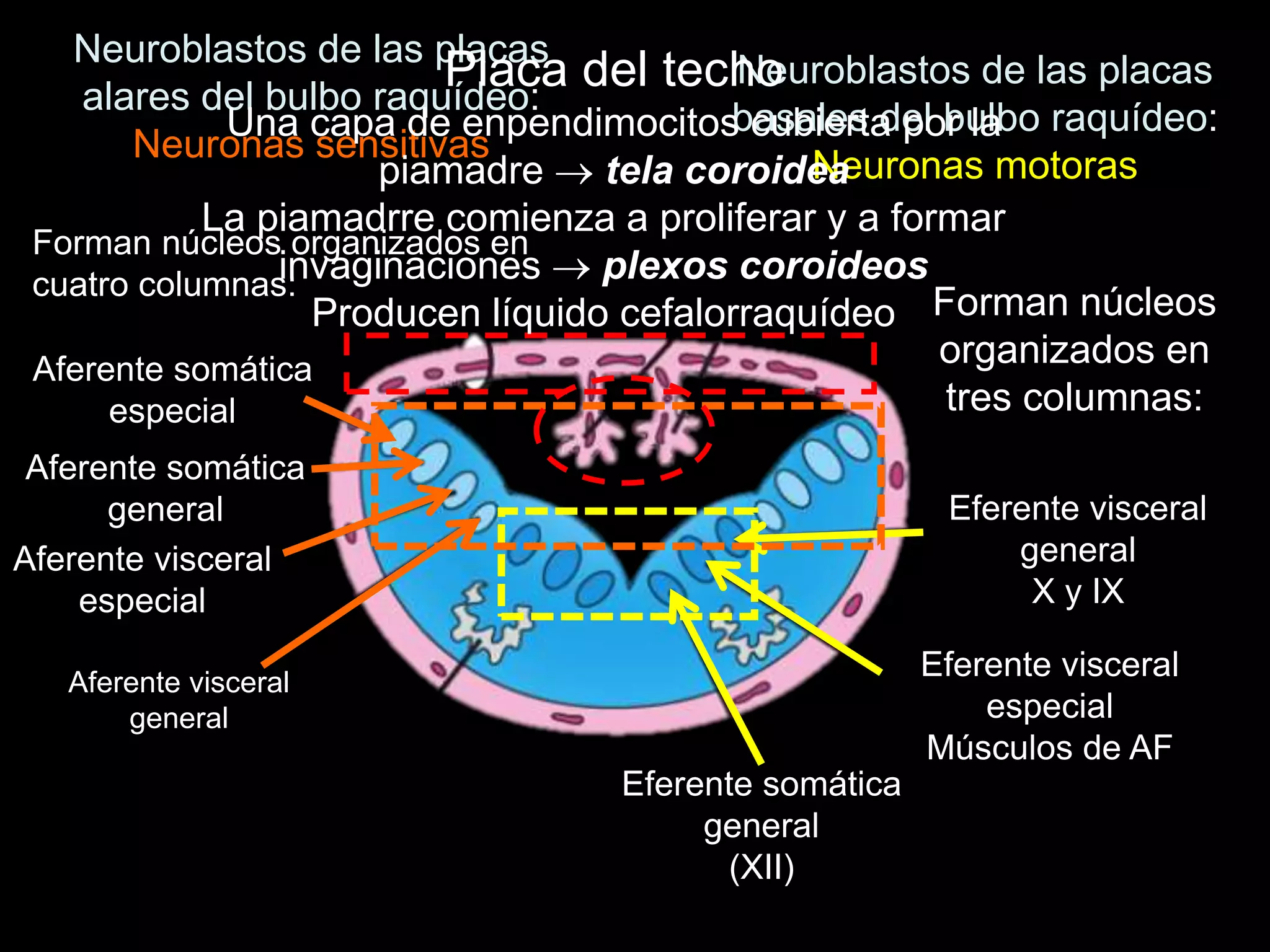 Neuroblastos de las placas
basales del bulbo raquídeo:
Neuronas motoras
Forman núcleos
organizados en
tres columnas:
Eferente somática
general
(XII)
Eferente visceral
especial
Músculos de AF
Eferente visceral
general
X y IX
Aferente visceral
general
Aferente visceral
especial
Aferente somática
general
Aferente somática
especial
Neuroblastos de las placas
alares del bulbo raquídeo:
Neuronas sensitivas
Forman núcleos organizados en
cuatro columnas:
Placa del techo
Una capa de enpendimocitos cubierta por la
piamadre  tela coroidea
La piamadrre comienza a proliferar y a formar
invaginaciones  plexos coroideos
Producen líquido cefalorraquídeo
 