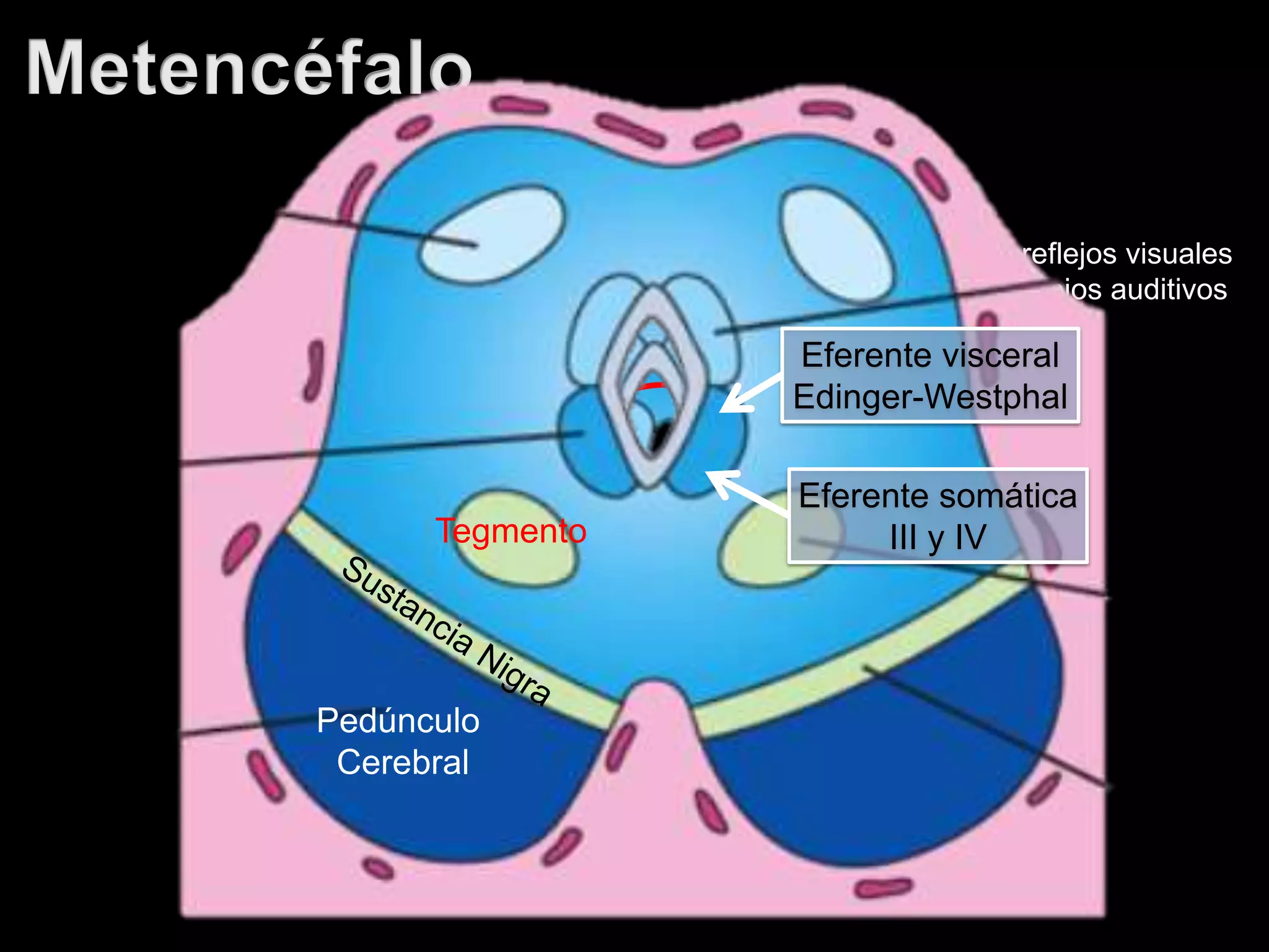 Placas alares migran al tectum
Primordios de colículos
Superiores: reflejos visuales
Inferiores: reflejos auditivos
Placas basales:
Tegmento
Sustancia nigra
Pedúnculos cerebrales
Pedúnculo
Cerebral
Tegmento
Pedúnculo
Cerebral
Eferente somática
III y IV
Eferente visceral
Edinger-Westphal
 