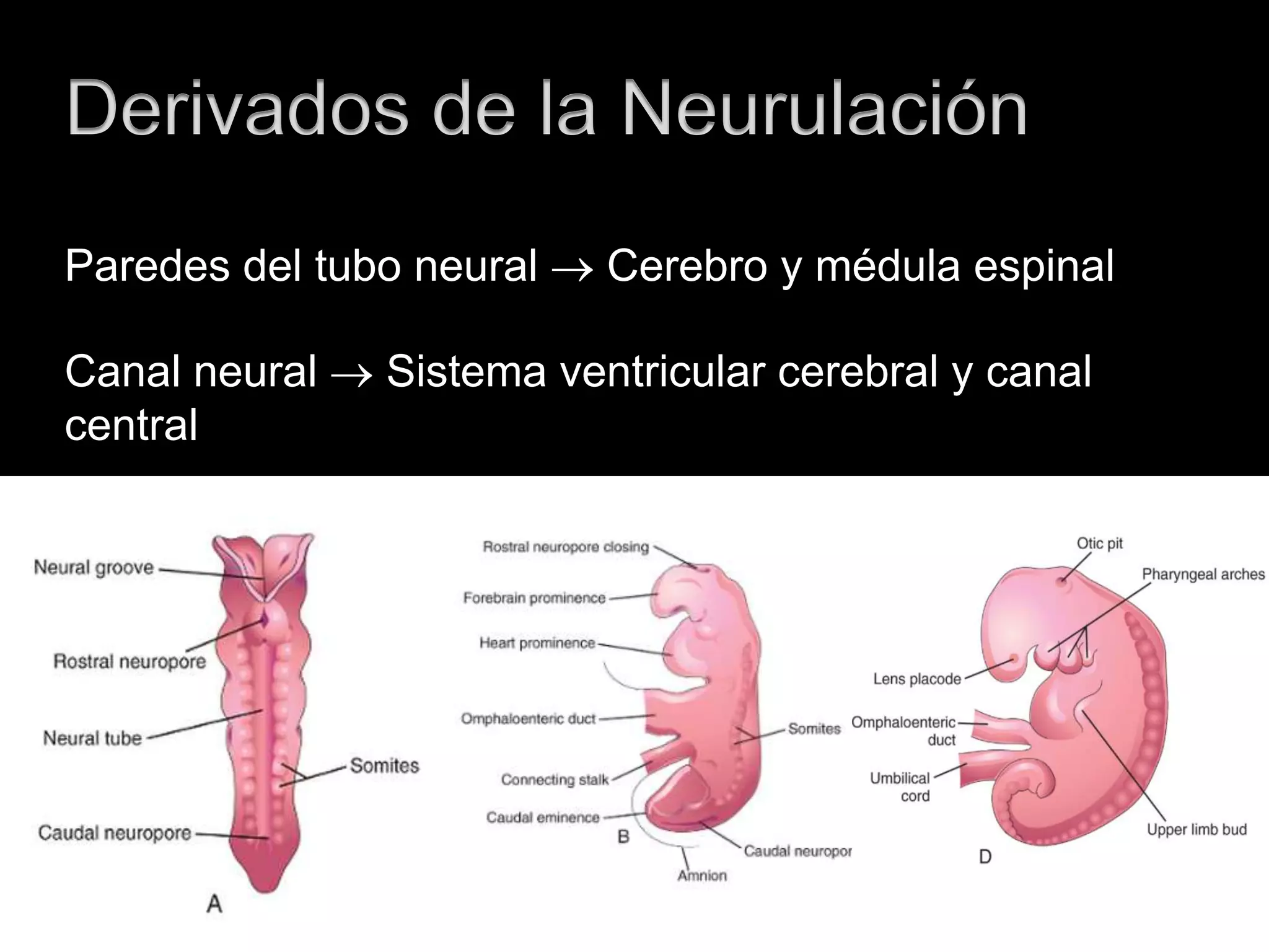 Derivados de la Neurulación
Paredes del tubo neural  Cerebro y médula espinal
Canal neural  Sistema ventricular cerebral y canal
central
 