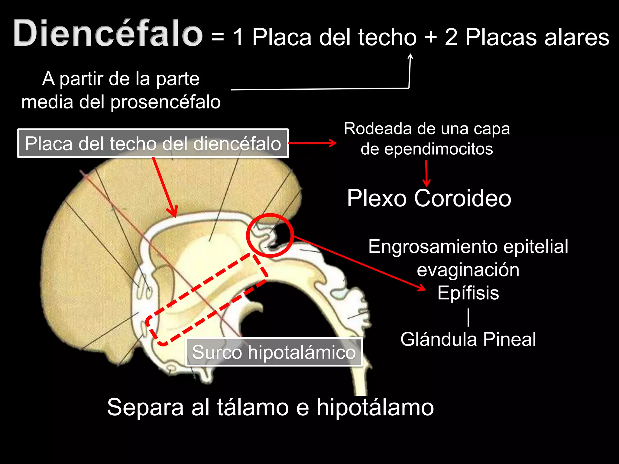 A partir de la parte
media del prosencéfalo
= 1 Placa del techo + 2 Placas alares
Placa del techo del diencéfalo
Rodeada de una capa
de ependimocitos
Plexo Coroideo
Engrosamiento epitelial
evaginación
Epífisis
|
Glándula Pineal
Surco hipotalámico
Separa al tálamo e hipotálamo
 