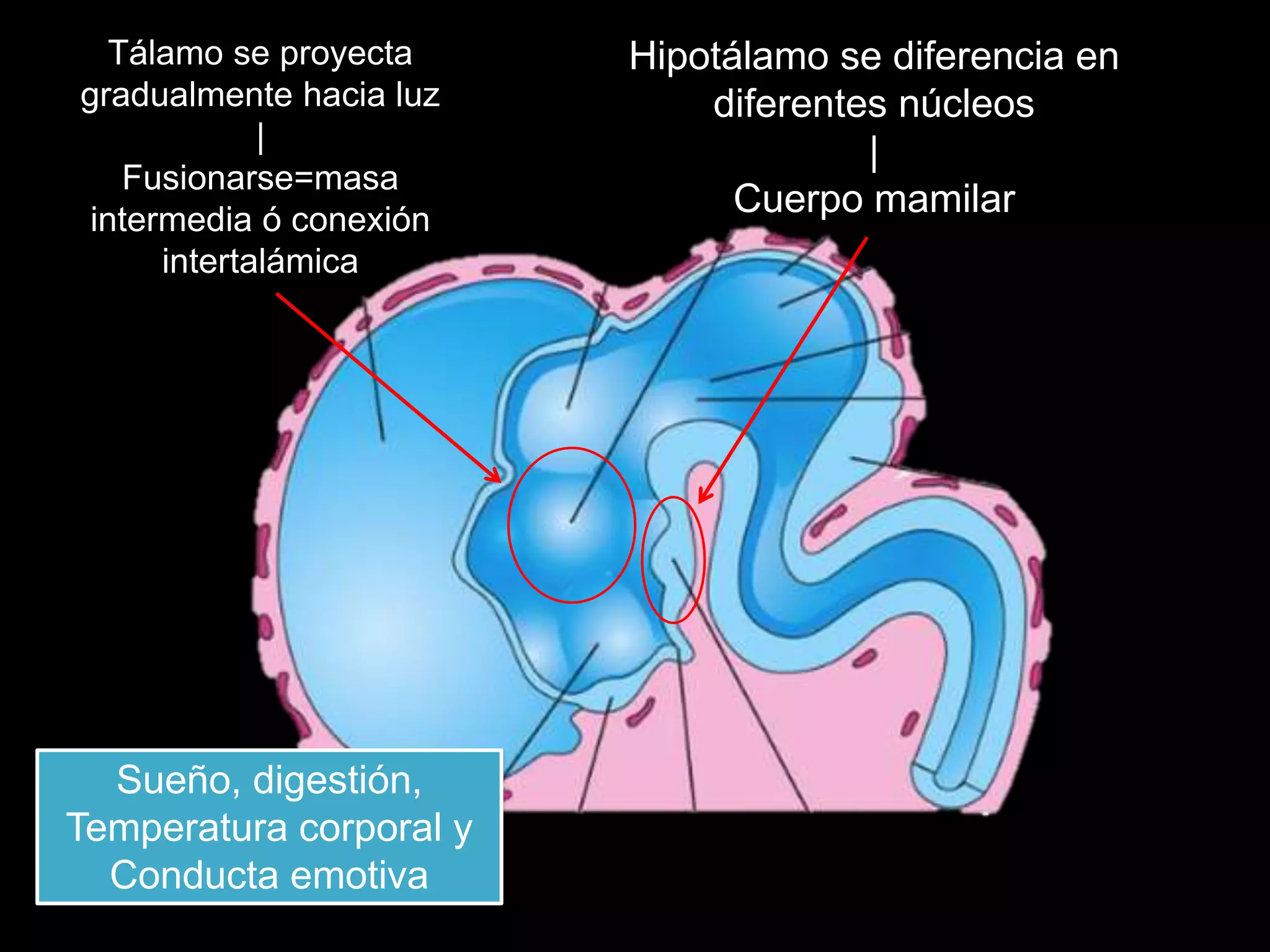 Tálamo se proyecta
gradualmente hacia luz
|
Fusionarse=masa
intermedia ó conexión
intertalámica
Hipotálamo se diferencia en
diferentes núcleos
|
Cuerpo mamilar
Sueño, digestión,
Temperatura corporal y
Conducta emotiva
 