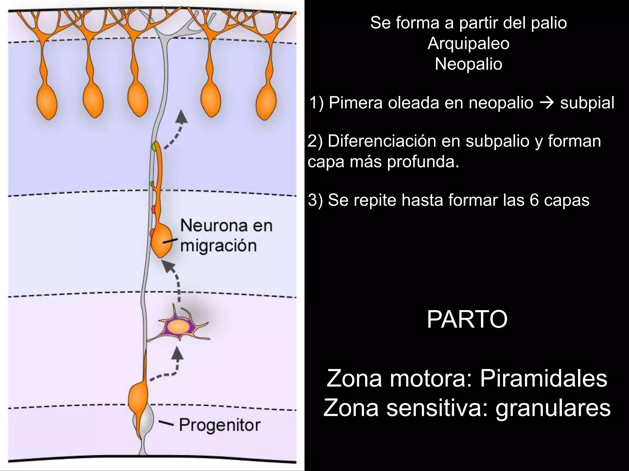 Se forma a partir del palio
Arquipaleo
Neopalio
1) Pimera oleada en neopalio  subpial
2) Diferenciación en subpalio y forman
capa más profunda.
3) Se repite hasta formar las 6 capas
PARTO
Zona motora: Piramidales
Zona sensitiva: granulares
 