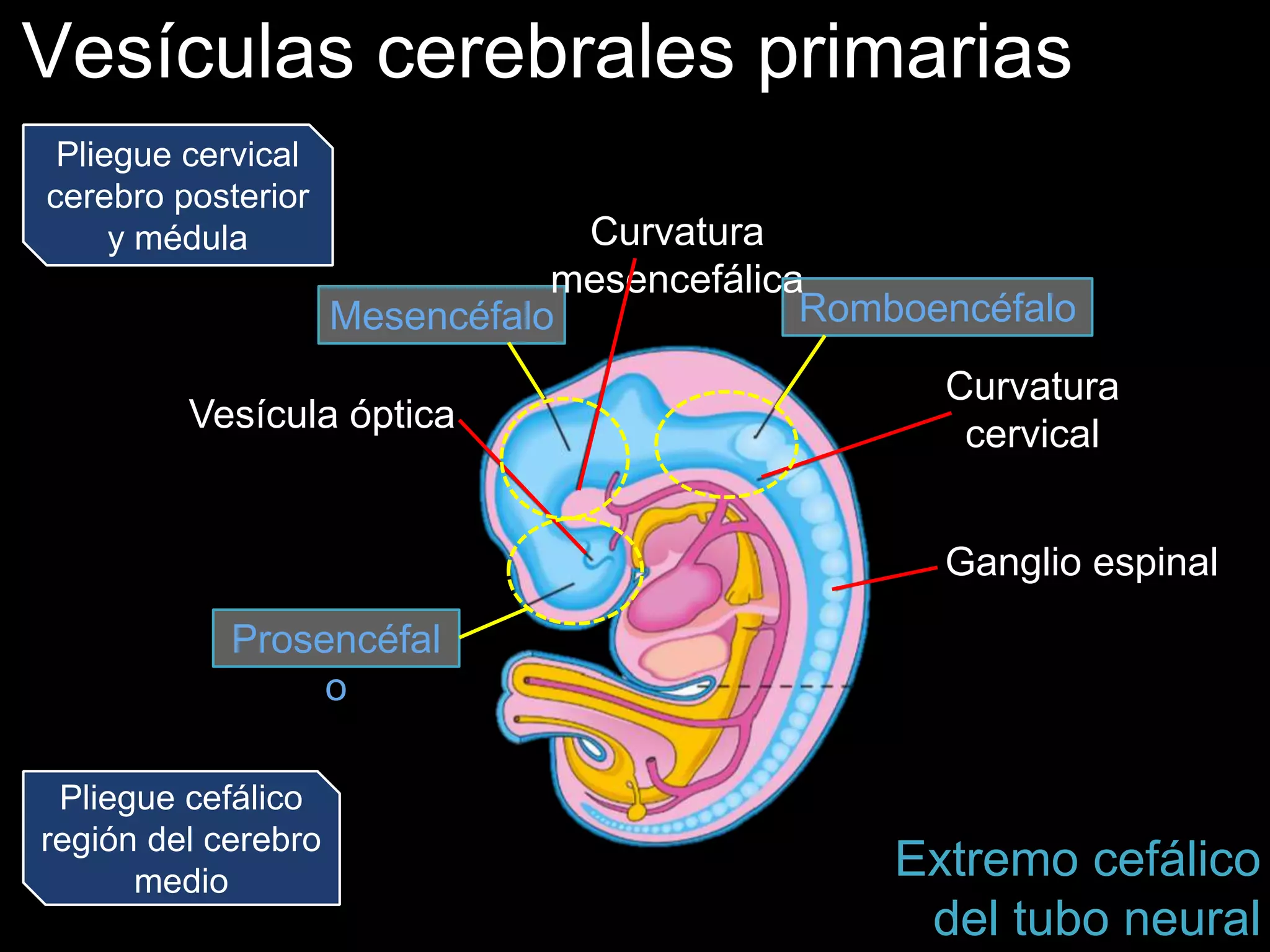 Vesículas cerebrales primarias
Mesencéfalo
Vesícula óptica
Prosencéfal
o
Curvatura
mesencefálica
Romboencéfalo
Curvatura
cervical
Ganglio espinal
Extremo cefálico
del tubo neural
Pliegue cervical
cerebro posterior
y médula
Pliegue cefálico
región del cerebro
medio
 