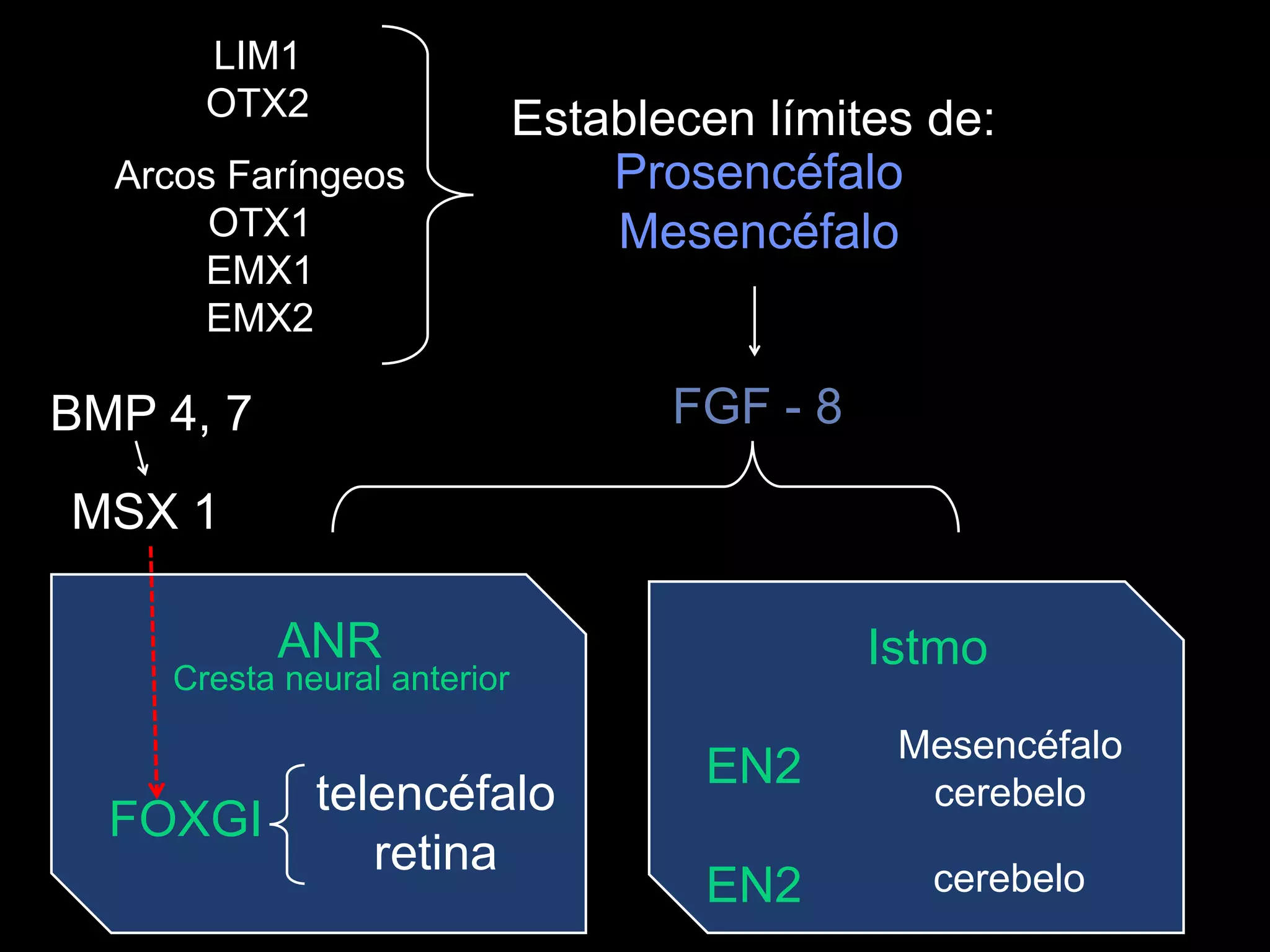 Prosencéfalo
Mesencéfalo
LIM1
OTX2
Arcos Faríngeos
OTX1
EMX1
EMX2
Establecen límites de:
FGF - 8
ANR
FOXGI
telencéfalo
retina
Istmo
EN2
EN2
Mesencéfalo
cerebelo
cerebelo
BMP 4, 7
MSX 1
Cresta neural anterior
 