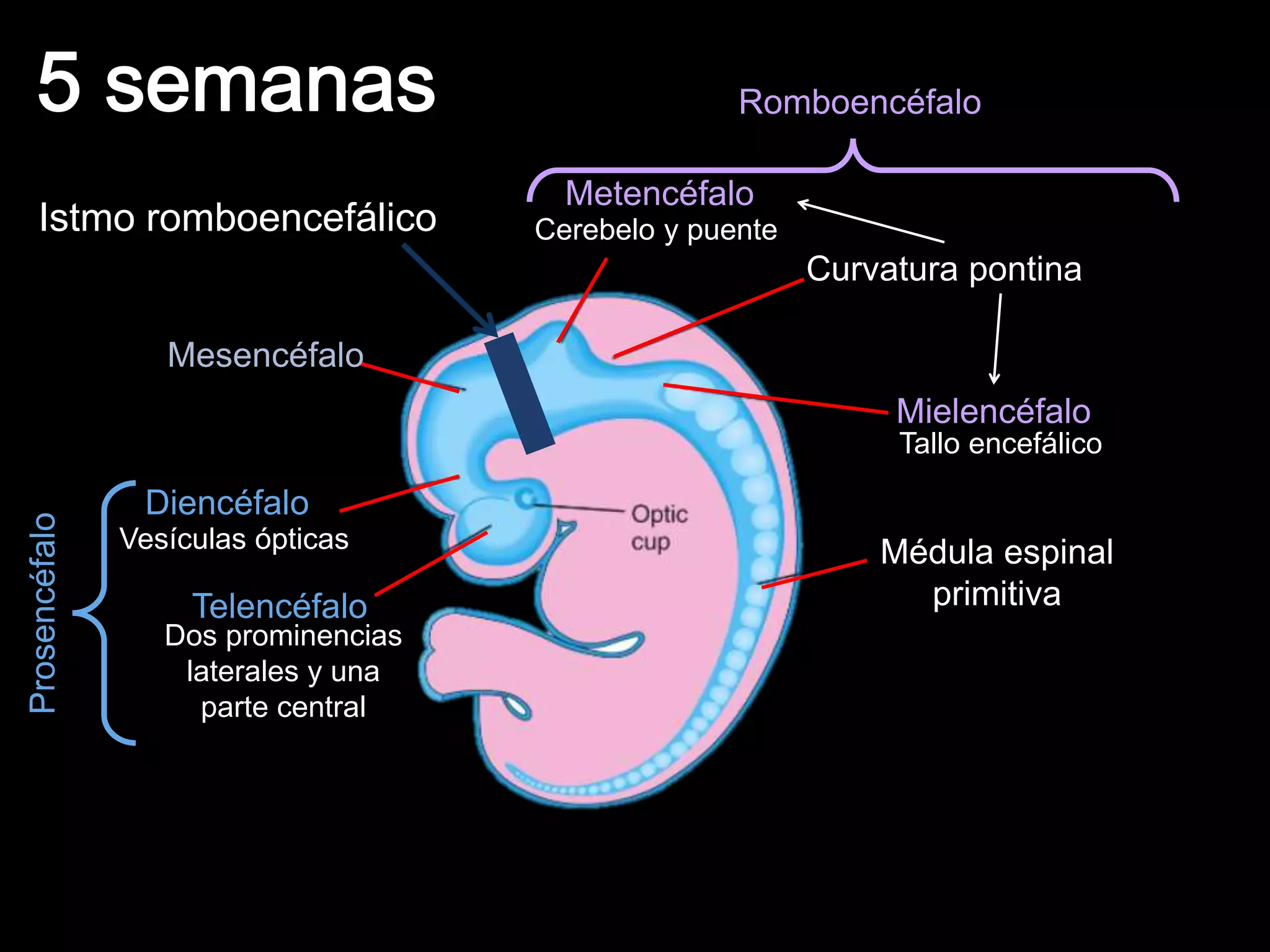 Diencéfalo
Metencéfalo
Curvatura pontina
Mielencéfalo
Médula espinal
primitivaTelencéfalo
Mesencéfalo
Dos prominencias
laterales y una
parte central
Vesículas ópticas
Romboencéfalo
Prosencéfalo
Cerebelo y puente
Tallo encefálico
Istmo romboencefálico
 