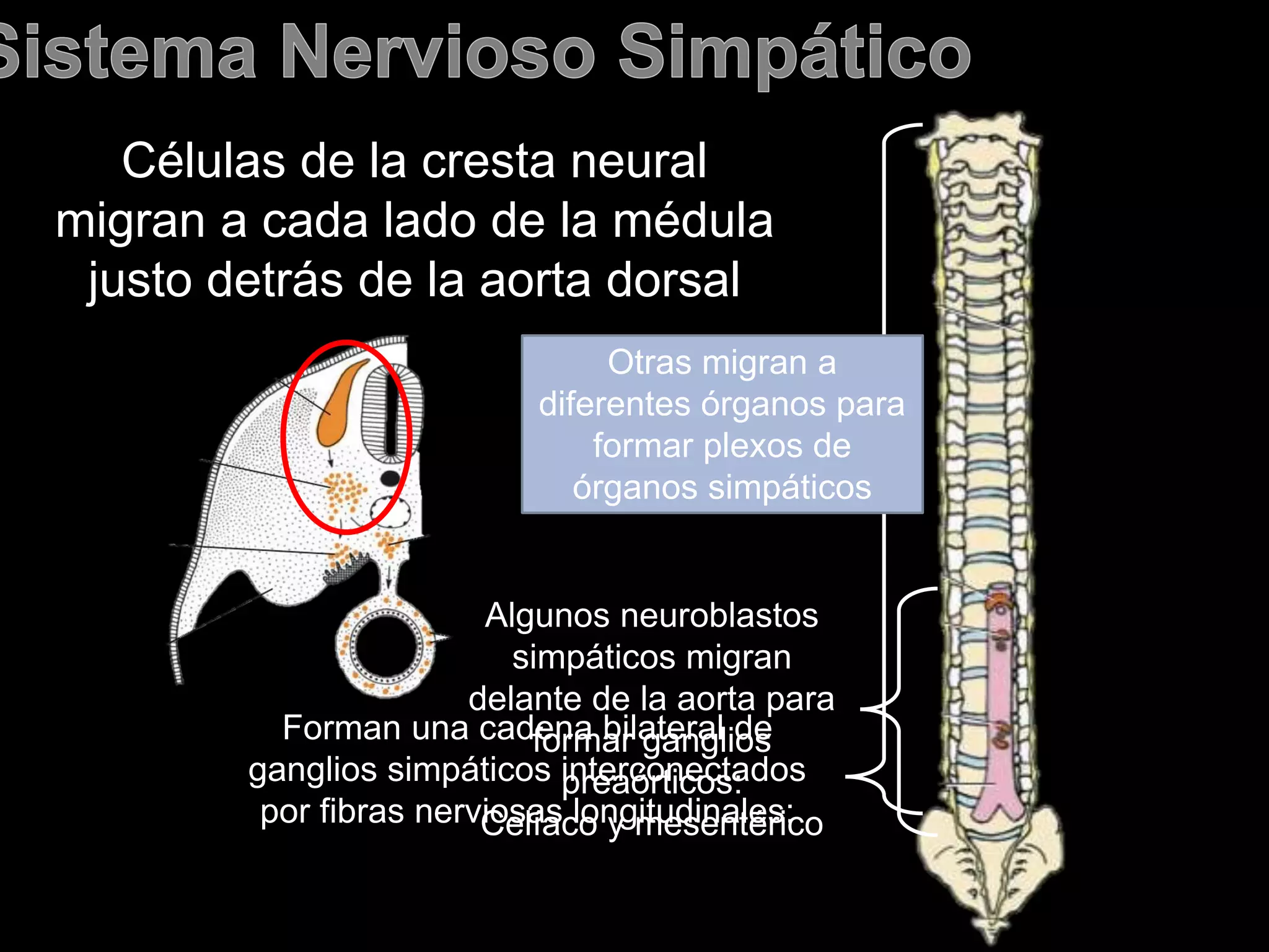 Células de la cresta neural
migran a cada lado de la médula
justo detrás de la aorta dorsal
Forman una cadena bilateral de
ganglios simpáticos interconectados
por fibras nerviosas longitudinales:
Algunos neuroblastos
simpáticos migran
delante de la aorta para
formar ganglios
preaórticos:
Celíaco y mesentérico
Otras migran a
diferentes órganos para
formar plexos de
órganos simpáticos
 