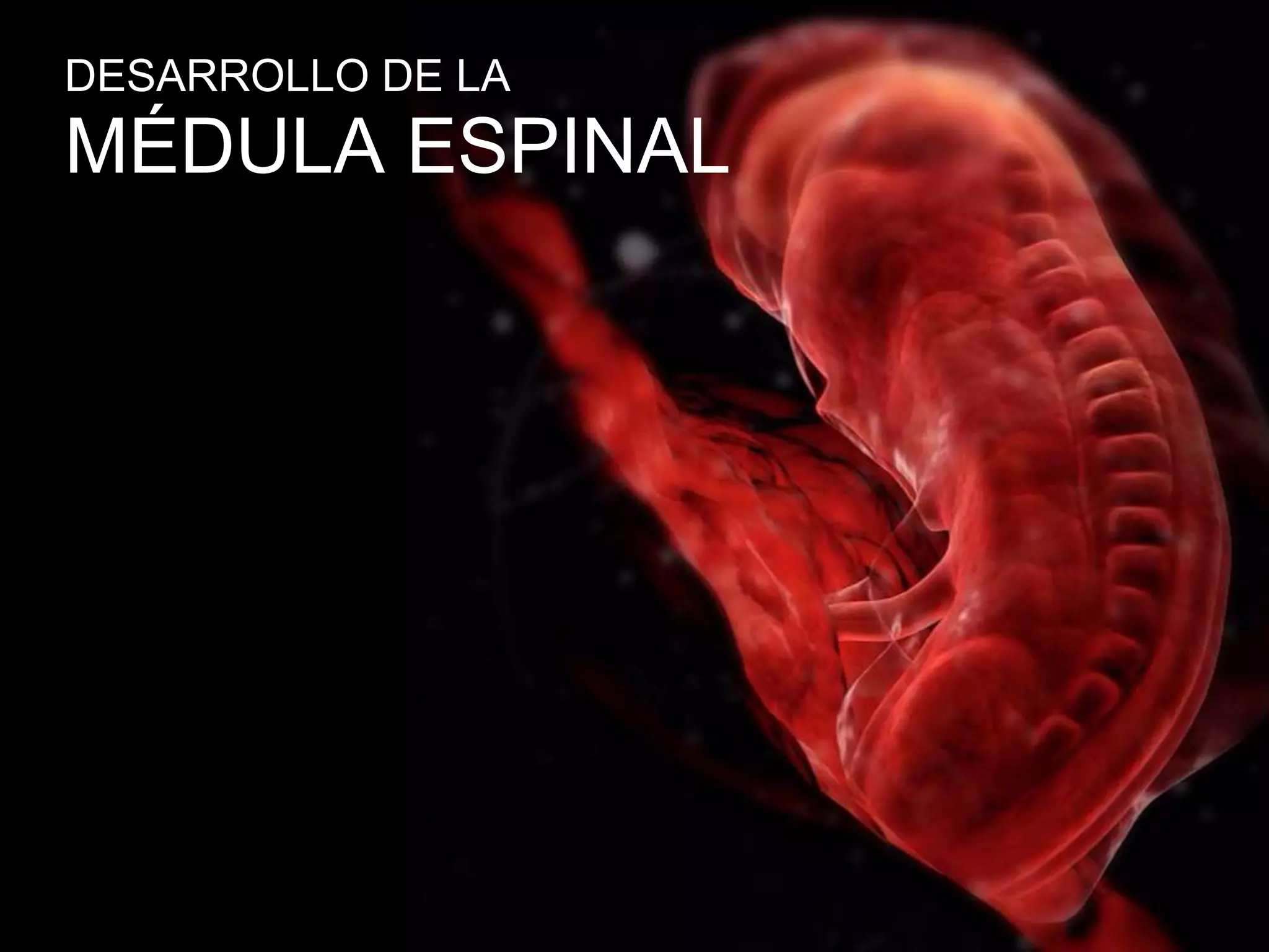 MÉDULA ESPINAL
DESARROLLO DE LA
 