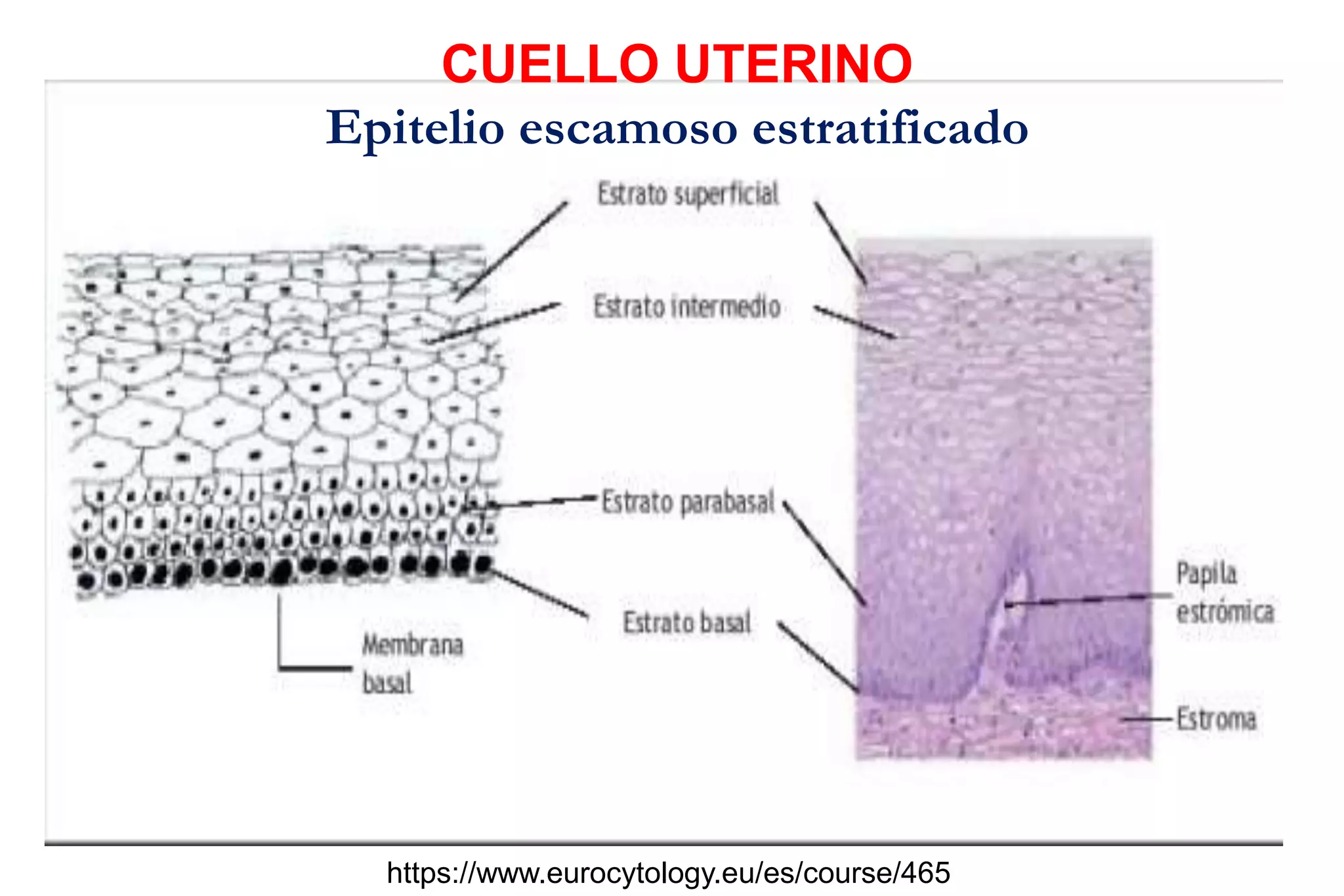 https://www.eurocytology.eu/es/course/465
CUELLO UTERINO
Epitelio escamoso estratificado
 