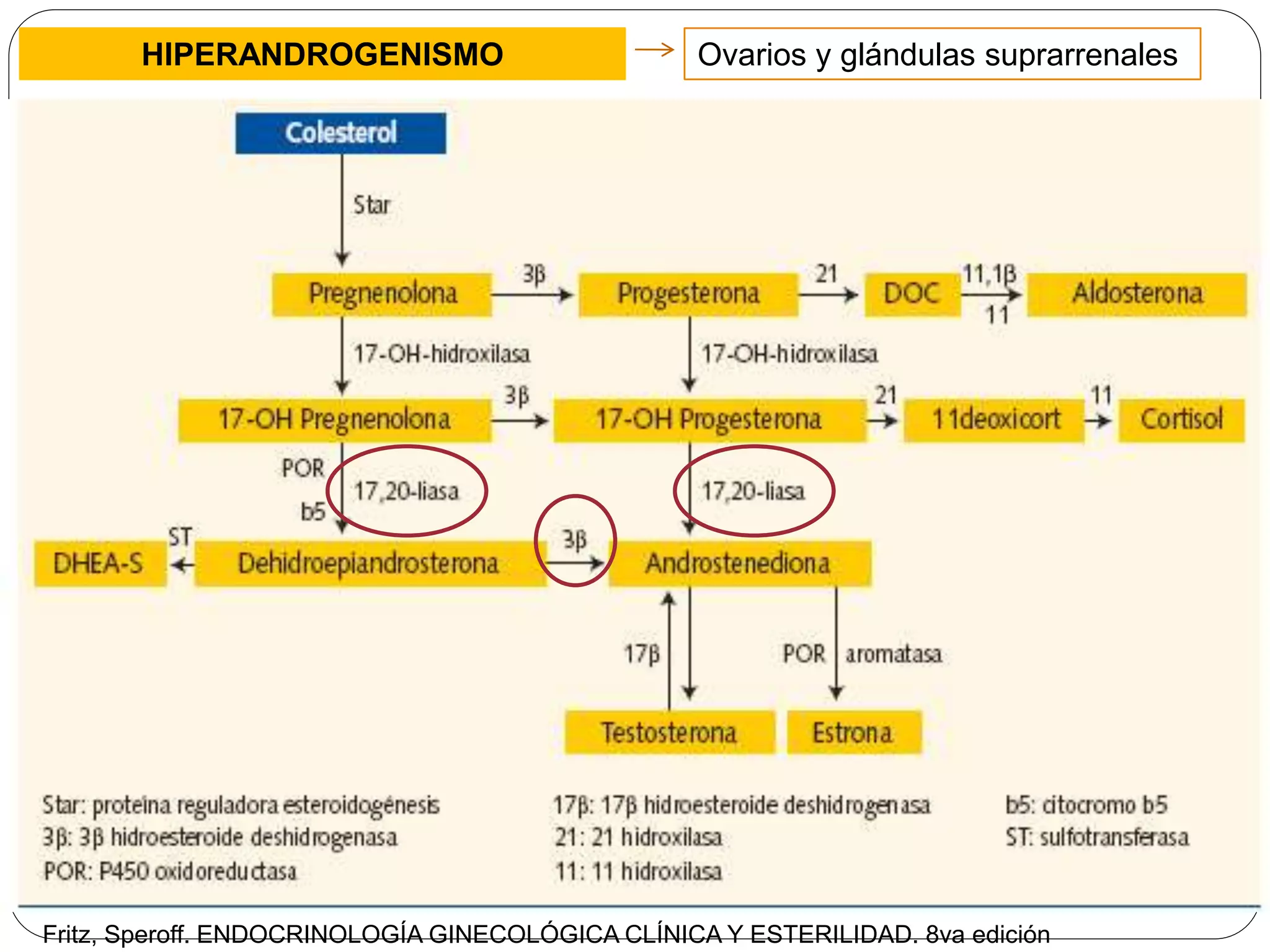 HIPERANDROGENISMO
Aumento de la producción
de LH y mayor estimulación
de la teca ovárica
Resistencia a la insulina e
hiperinsulinemia
Estroma ovárico expandido:
mayor volumen de células
de la teca
Sobreexpresión del receptor
de LH en las células de la
teca y del estroma
LH
FSH
colesterol
androstenediona testosterona
androstenediona testosterona
estrona estradiol
aromatización
teca
granulosa
P450c17
LH
LH
LH
LH
Ovarios y glándulas suprarrenales
Fritz, Speroff. ENDOCRINOLOGÍA GINECOLÓGICA CLÍNICA Y ESTERILIDAD. 8va edición
 