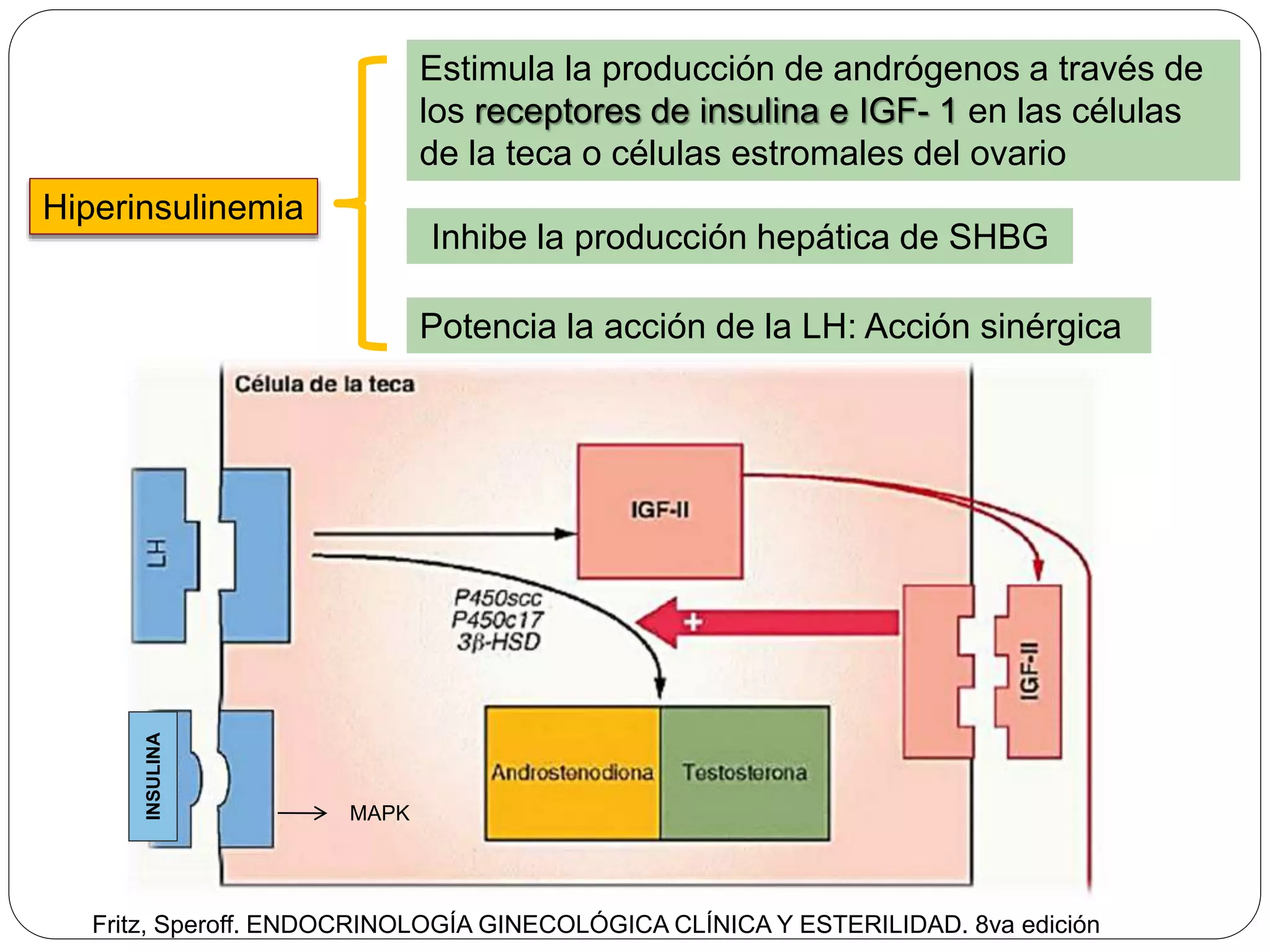 Hiperinsulinemia
Estimula la producción de andrógenos a través de
los receptores de insulina e IGF- 1 en las células
de la teca o células estromales del ovario
Inhibe la producción hepática de SHBG
Potencia la acción de la LH: Acción sinérgica
INSULINA
MAPK
Fritz, Speroff. ENDOCRINOLOGÍA GINECOLÓGICA CLÍNICA Y ESTERILIDAD. 8va edición
 