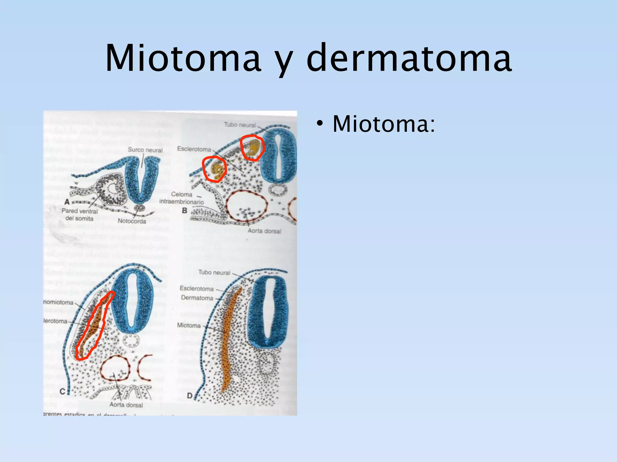 Miotoma y dermatoma
         • Miotoma:
 