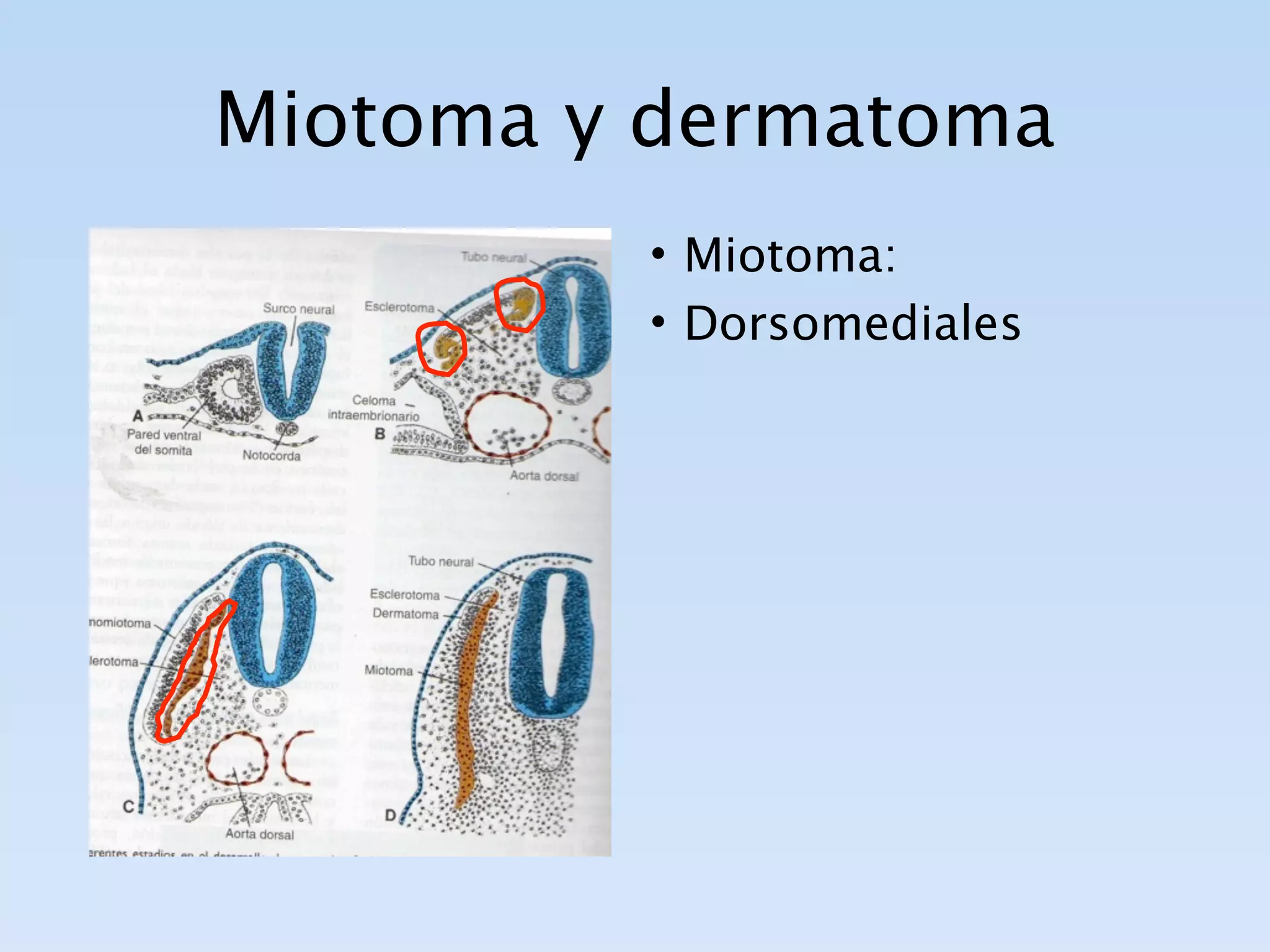 Miotoma y dermatoma
         • Miotoma:
         • Dorsomediales
 