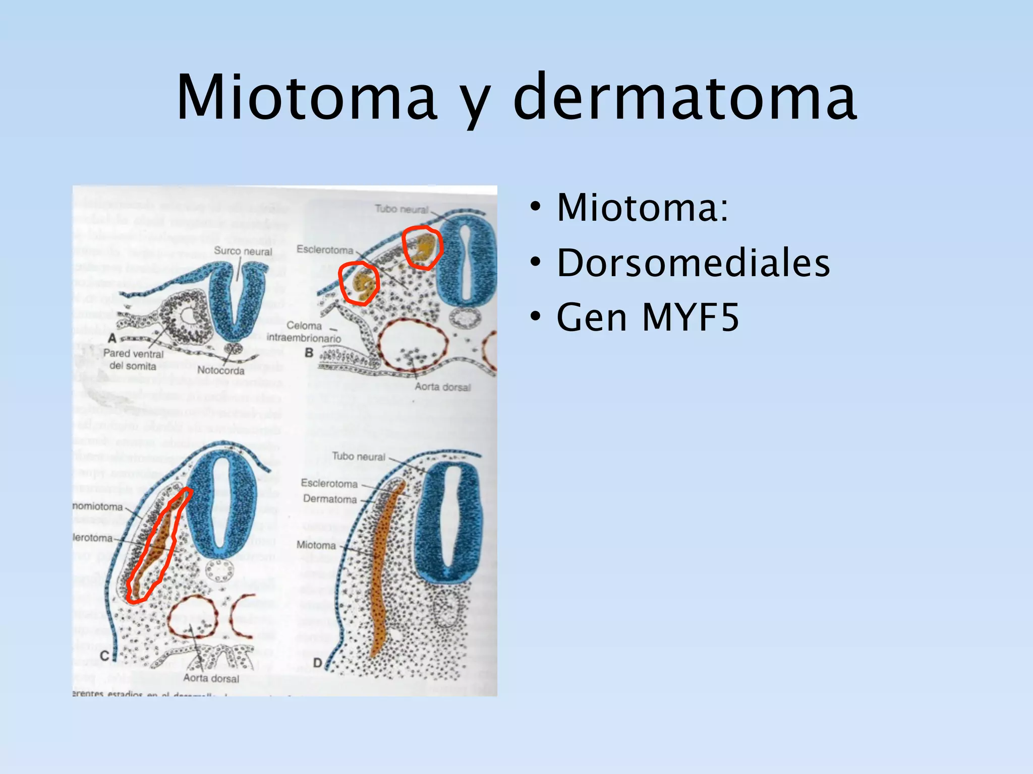 Miotoma y dermatoma
         • Miotoma:
         • Dorsomediales
         • Gen MYF5
 