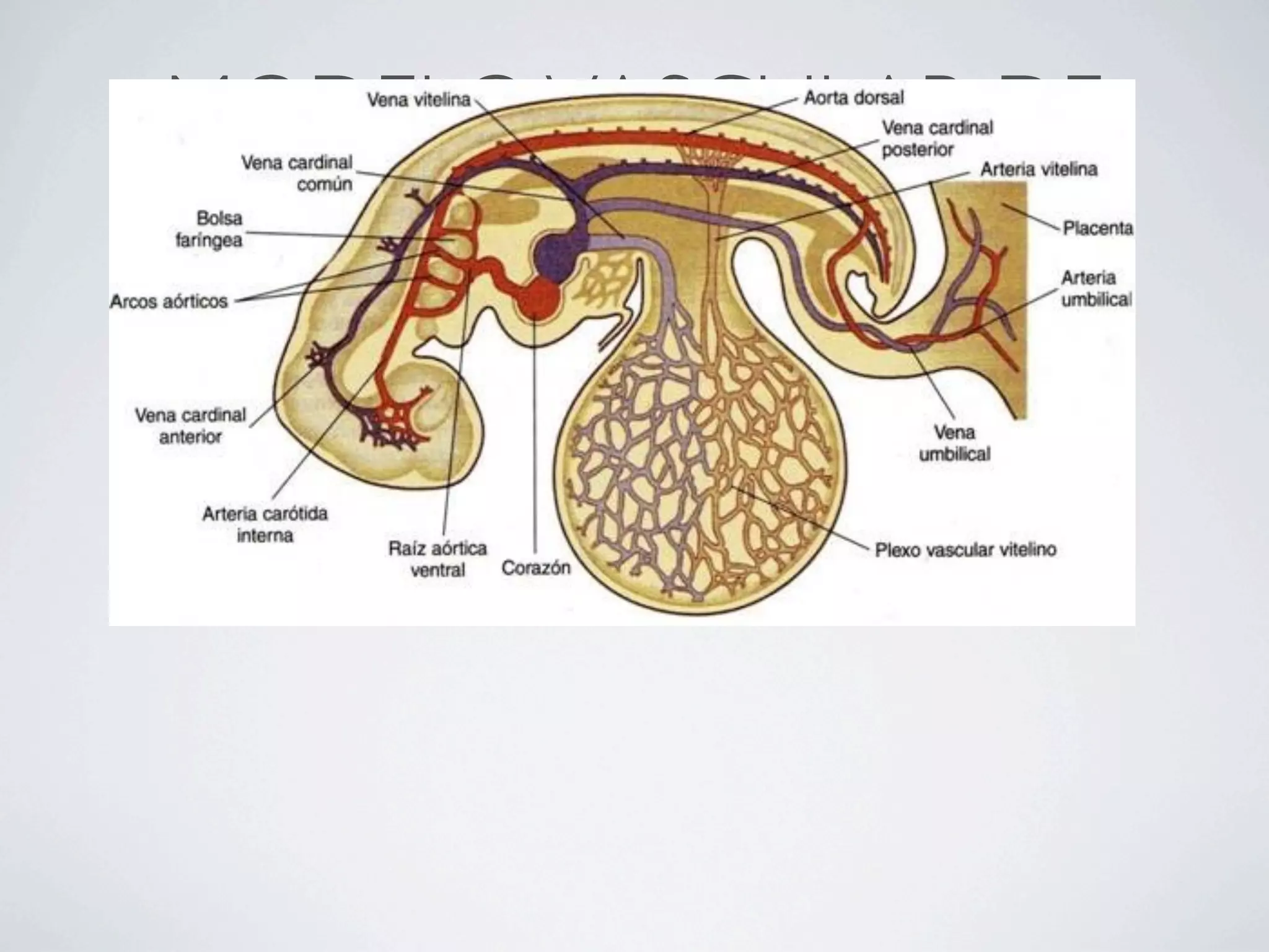 MODELO VASCULAR DE
EMBRION DE 4 SEMANAS
 