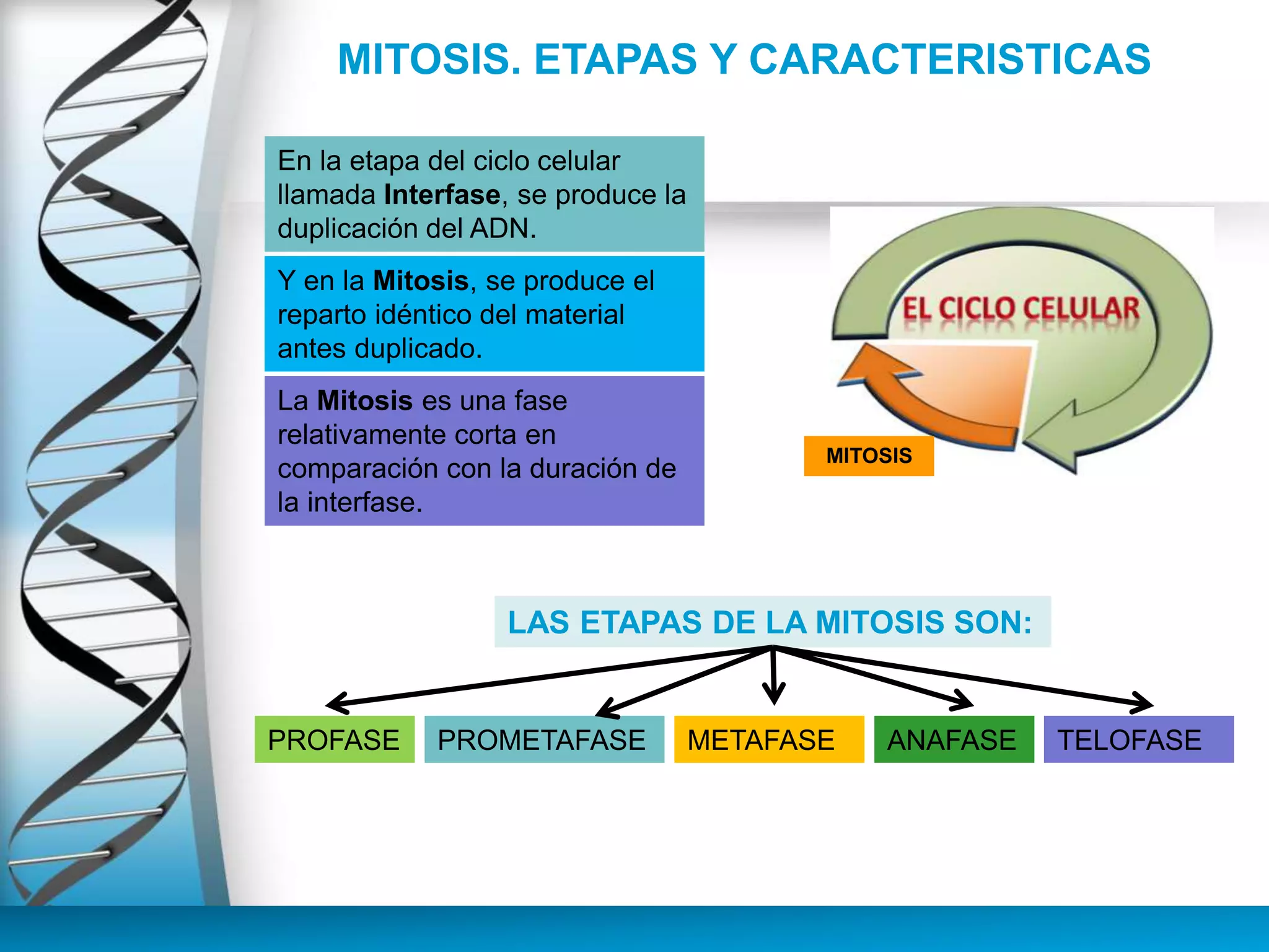 MITOSIS. ETAPAS Y CARACTERISTICAS
En la etapa del ciclo celular
llamada Interfase, se produce la
duplicación del ADN.
Y en la Mitosis, se produce el
reparto idéntico del material
antes duplicado.
La Mitosis es una fase
relativamente corta en
comparación con la duración de
la interfase.
PROFASE
LAS ETAPAS DE LA MITOSIS SON:
PROMETAFASE ANAFASE TELOFASEMETAFASE
MITOSIS
 