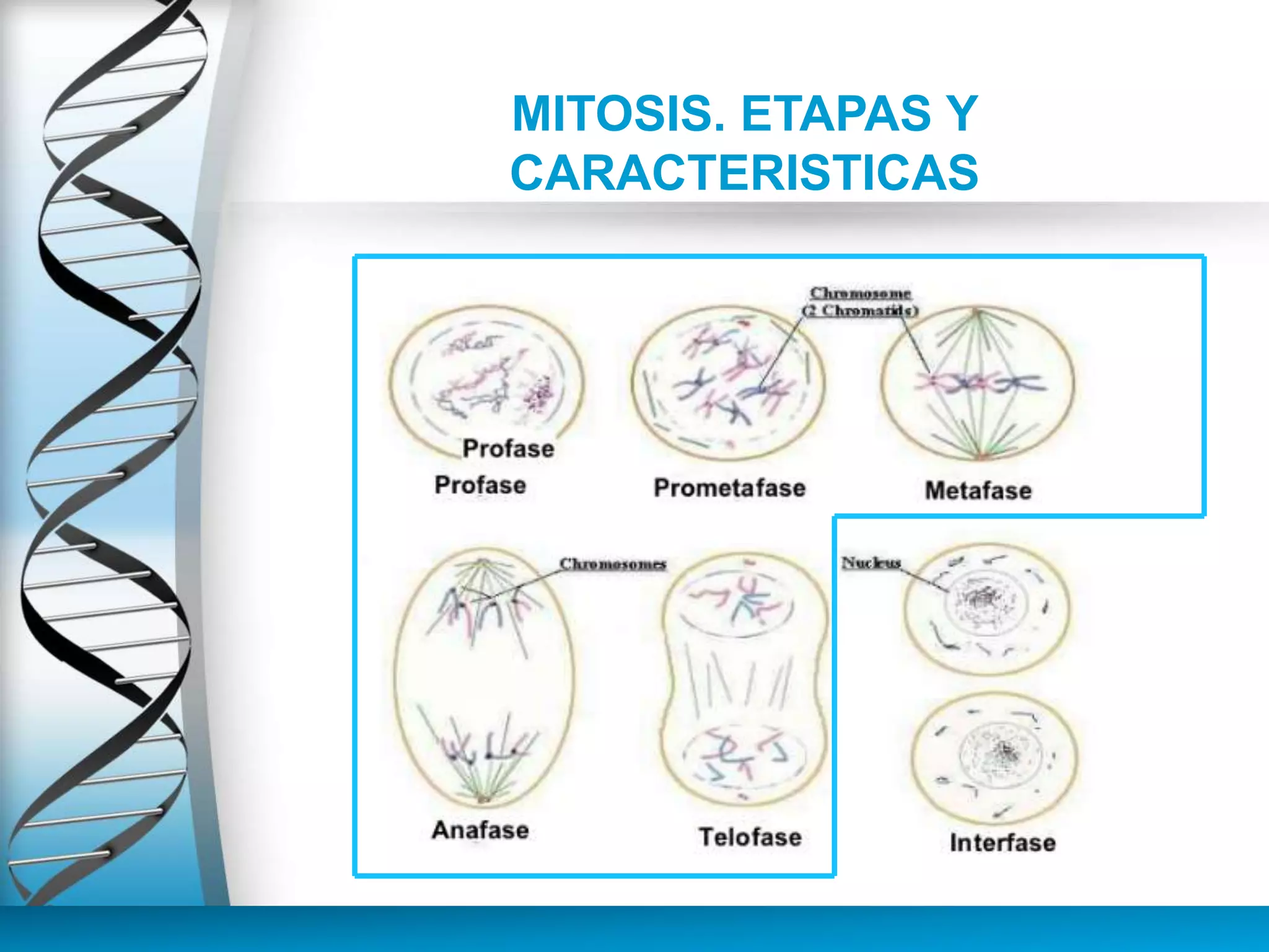 MITOSIS. ETAPAS Y
CARACTERISTICAS
 