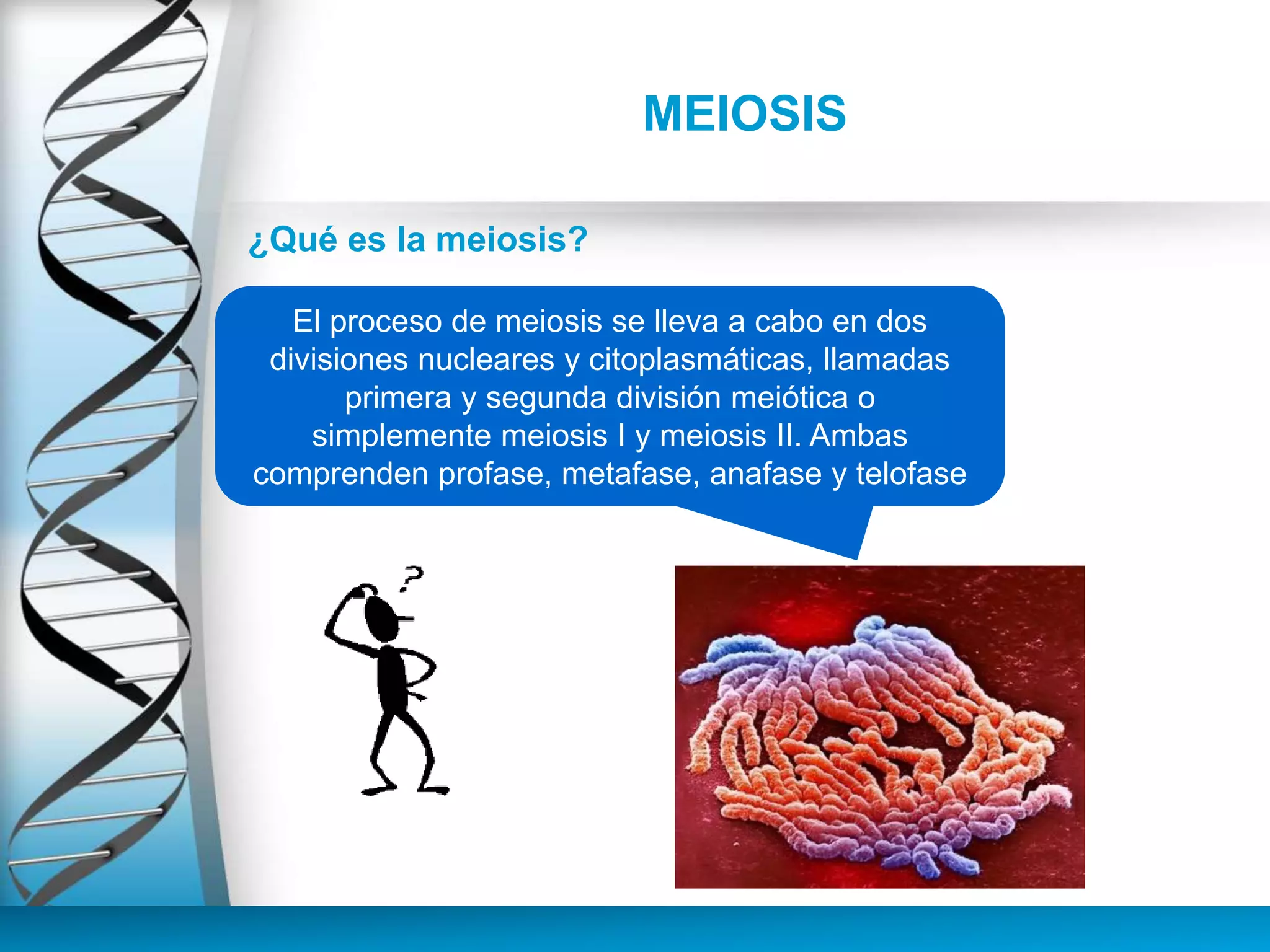 MEIOSIS
¿Qué es la meiosis?
El proceso de meiosis se lleva a cabo en dos
divisiones nucleares y citoplasmáticas, llamadas
primera y segunda división meiótica o
simplemente meiosis I y meiosis II. Ambas
comprenden profase, metafase, anafase y telofase
 