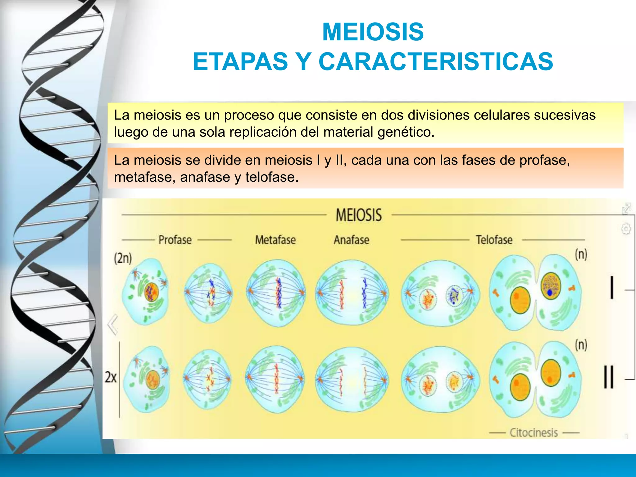 MEIOSIS
ETAPAS Y CARACTERISTICAS
La meiosis es un proceso que consiste en dos divisiones celulares sucesivas
luego de una sola replicación del material genético.
La meiosis se divide en meiosis I y II, cada una con las fases de profase,
metafase, anafase y telofase.
 
