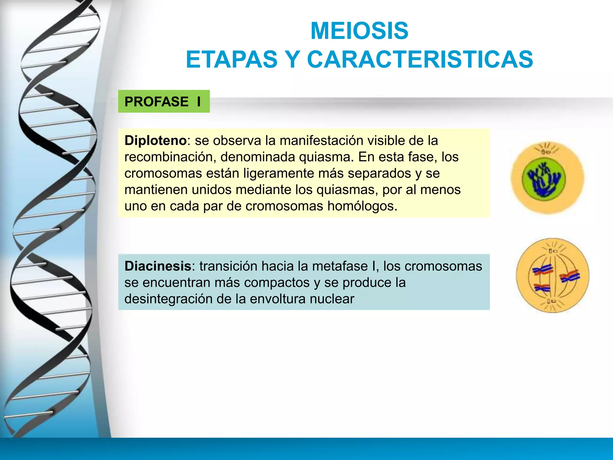 MEIOSIS
ETAPAS Y CARACTERISTICAS
PROFASE I
Diploteno: se observa la manifestación visible de la
recombinación, denominada quiasma. En esta fase, los
cromosomas están ligeramente más separados y se
mantienen unidos mediante los quiasmas, por al menos
uno en cada par de cromosomas homólogos.
Diacinesis: transición hacia la metafase I, los cromosomas
se encuentran más compactos y se produce la
desintegración de la envoltura nuclear
 