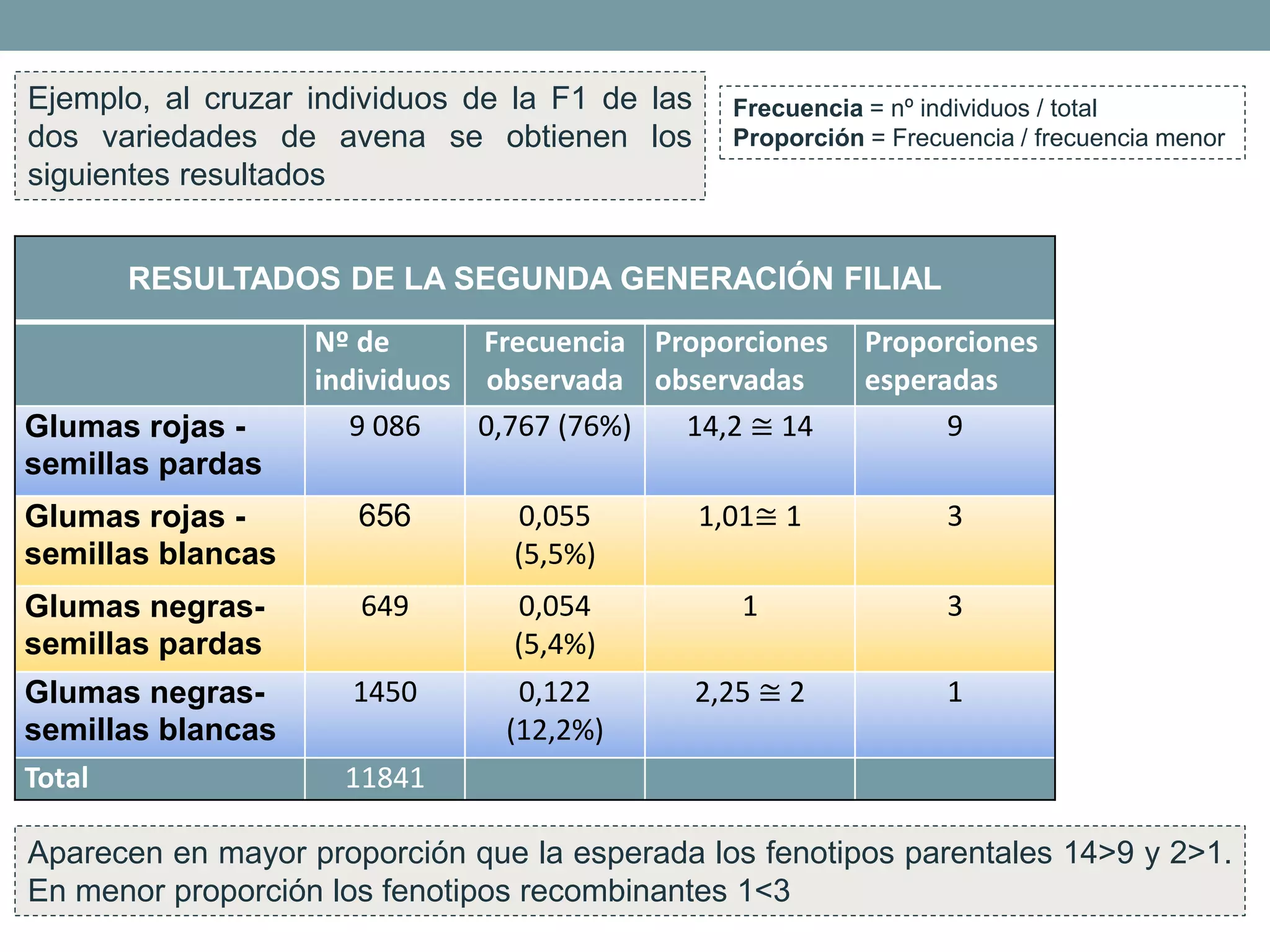 RESULTADOS DE LA SEGUNDA GENERACIÓN FILIAL
Nº de
individuos
Frecuencia
observada
Proporciones
observadas
Proporciones
esperadas
Glumas rojas -
semillas pardas
9 086 0,767 (76%) 14,2 ≅ 14 9
Glumas rojas -
semillas blancas
656 0,055
(5,5%)
1,01≅ 1 3
Glumas negras-
semillas pardas
649 0,054
(5,4%)
1 3
Glumas negras-
semillas blancas
1450 0,122
(12,2%)
2,25 ≅ 2 1
Total 11841
Ejemplo, al cruzar individuos de la F1 de las
dos variedades de avena se obtienen los
siguientes resultados
Aparecen en mayor proporción que la esperada los fenotipos parentales 14>9 y 2>1.
En menor proporción los fenotipos recombinantes 1<3
Frecuencia = nº individuos / total
Proporción = Frecuencia / frecuencia menor
 