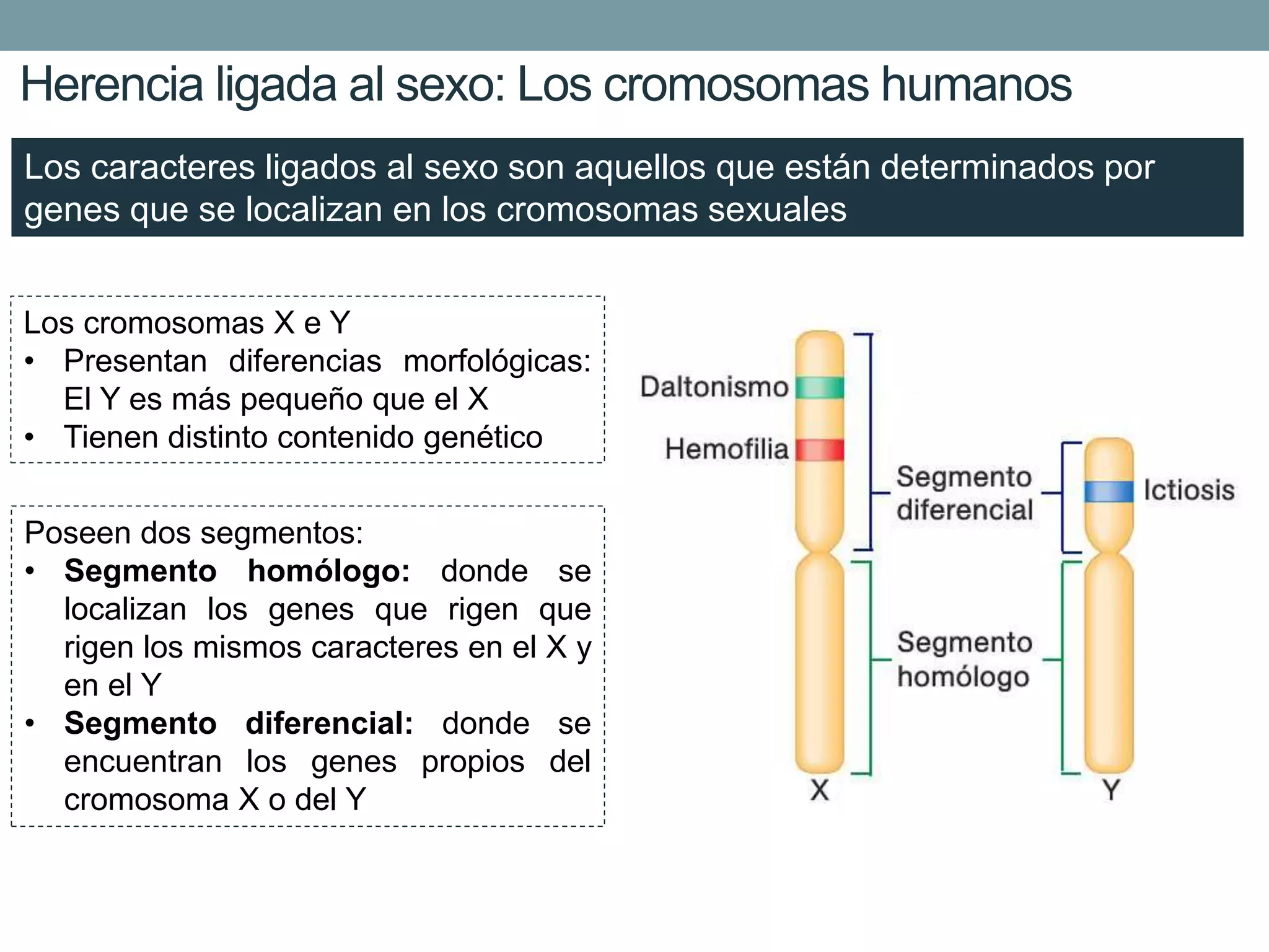 Herencia ligada al sexo: Los cromosomas humanos
Los caracteres ligados al sexo son aquellos que están determinados por
genes que se localizan en los cromosomas sexuales
Los cromosomas X e Y
• Presentan diferencias morfológicas:
El Y es más pequeño que el X
• Tienen distinto contenido genético
Poseen dos segmentos:
• Segmento homólogo: donde se
localizan los genes que rigen que
rigen los mismos caracteres en el X y
en el Y
• Segmento diferencial: donde se
encuentran los genes propios del
cromosoma X o del Y
 