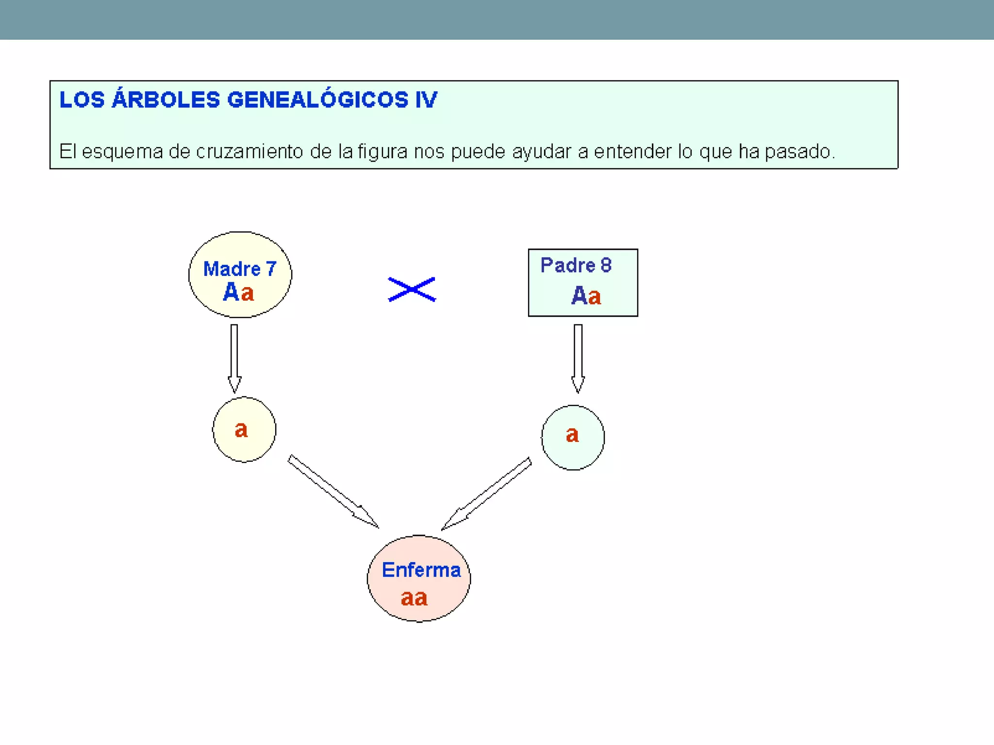 Tema3 las leyes de la herencia
