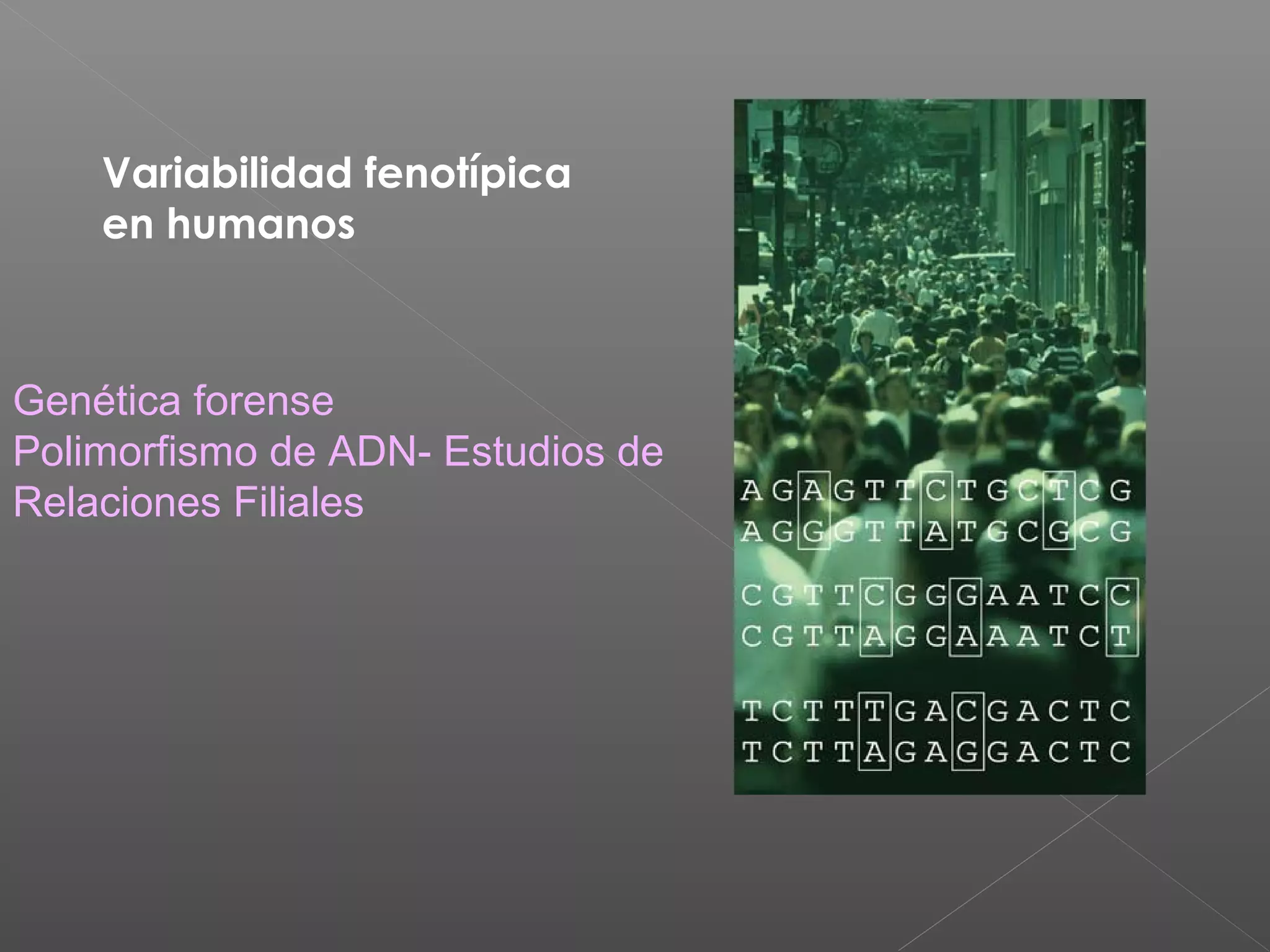Variabilidad fenotípica
en humanos
Genética forense
Polimorfismo de ADN- Estudios de
Relaciones Filiales
 