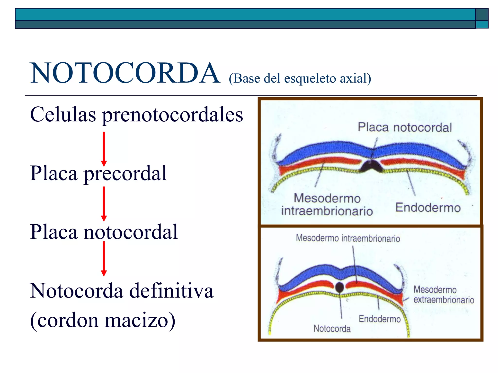 NOTOCORDA (Base del esqueleto axial)
Celulas prenotocordales
Placa precordal
Placa notocordal
Notocorda definitiva
(cordon macizo)

 