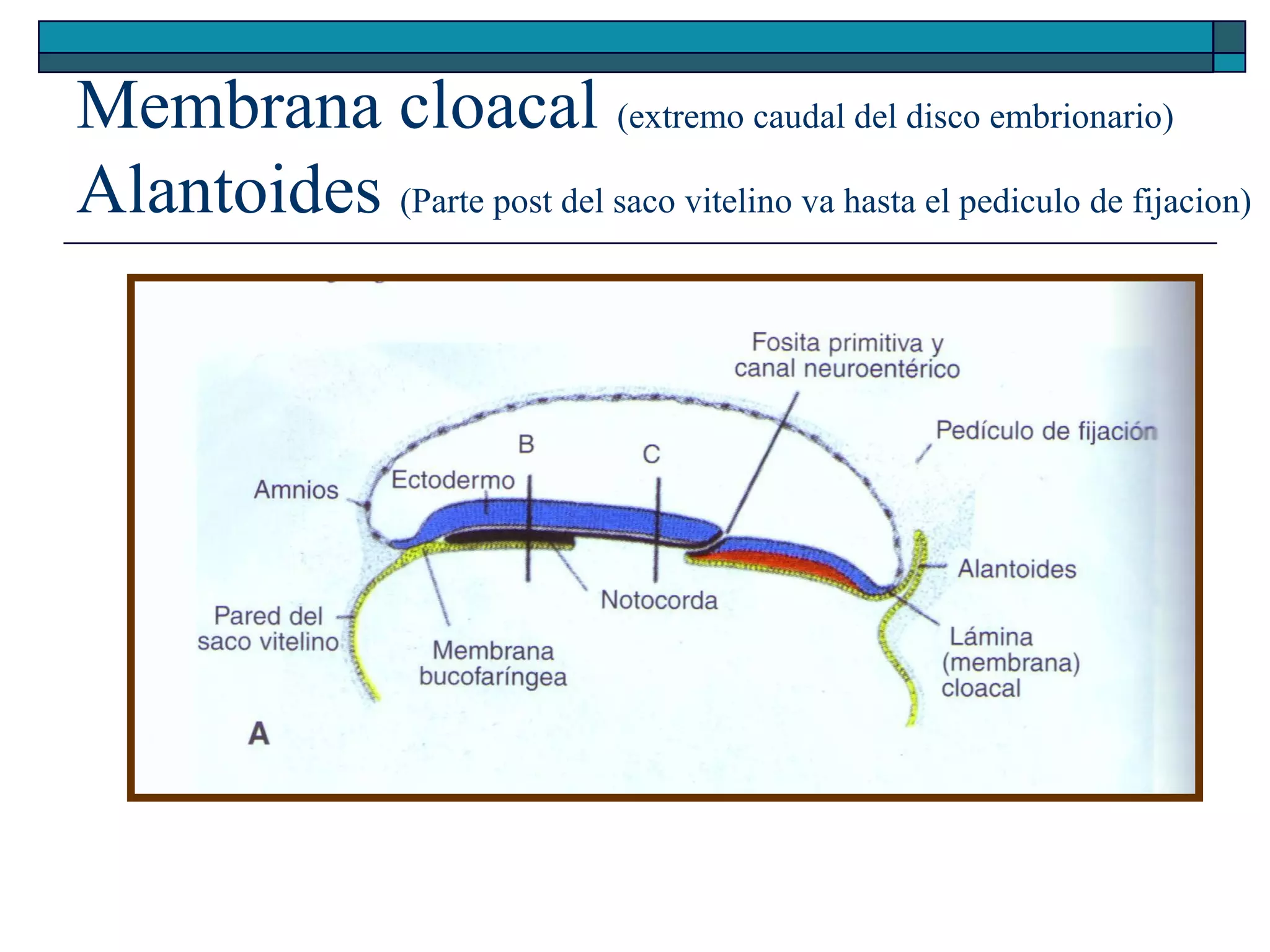Membrana cloacal (extremo caudal del disco embrionario)
Alantoides (Parte post del saco vitelino va hasta el pediculo de fijacion)

 