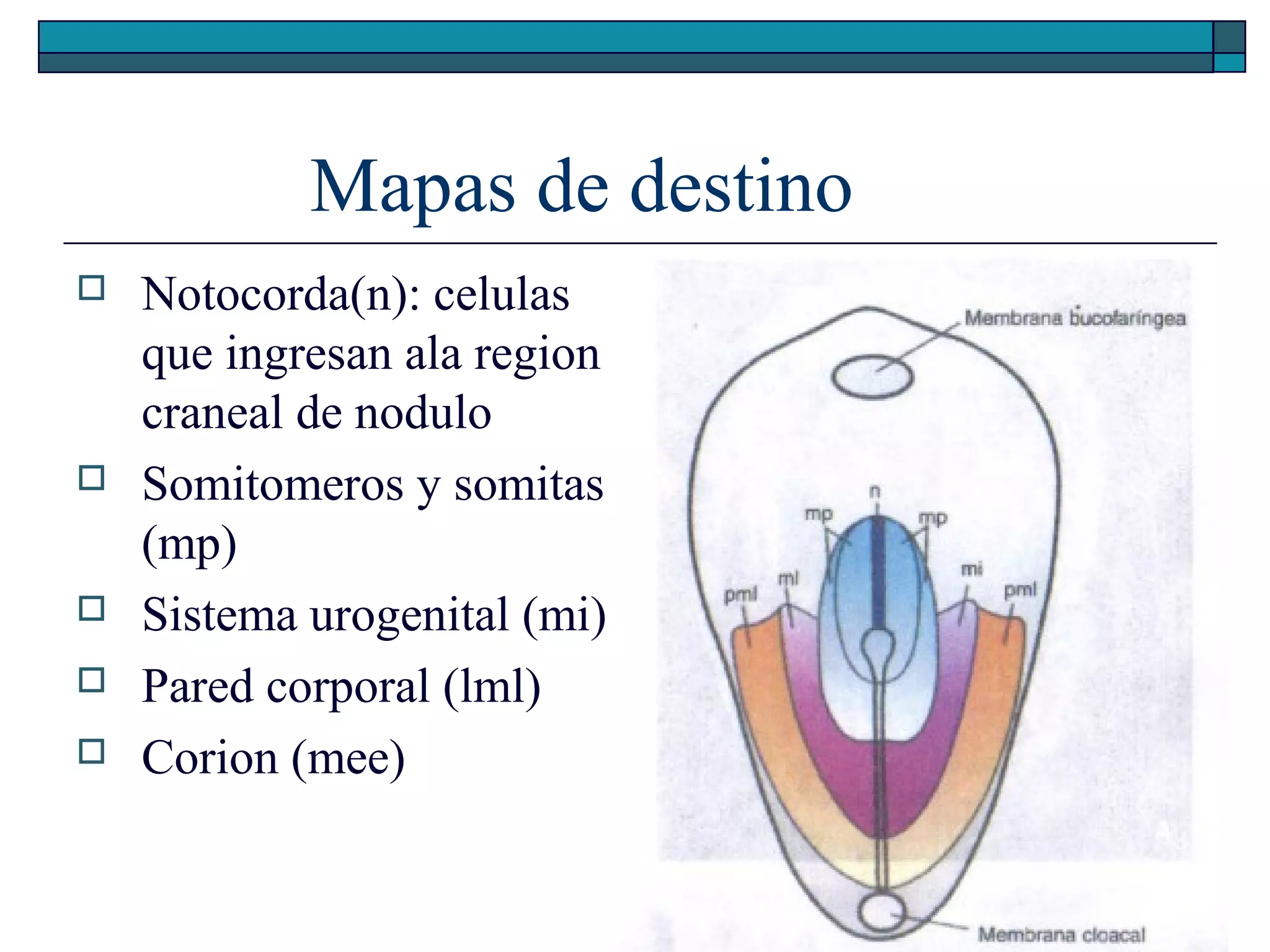 Mapas de destino








Notocorda(n): celulas
que ingresan ala region
craneal de nodulo
Somitomeros y somitas
(mp)
Sistema urogenital (mi)
Pared corporal (lml)
Corion (mee)

 