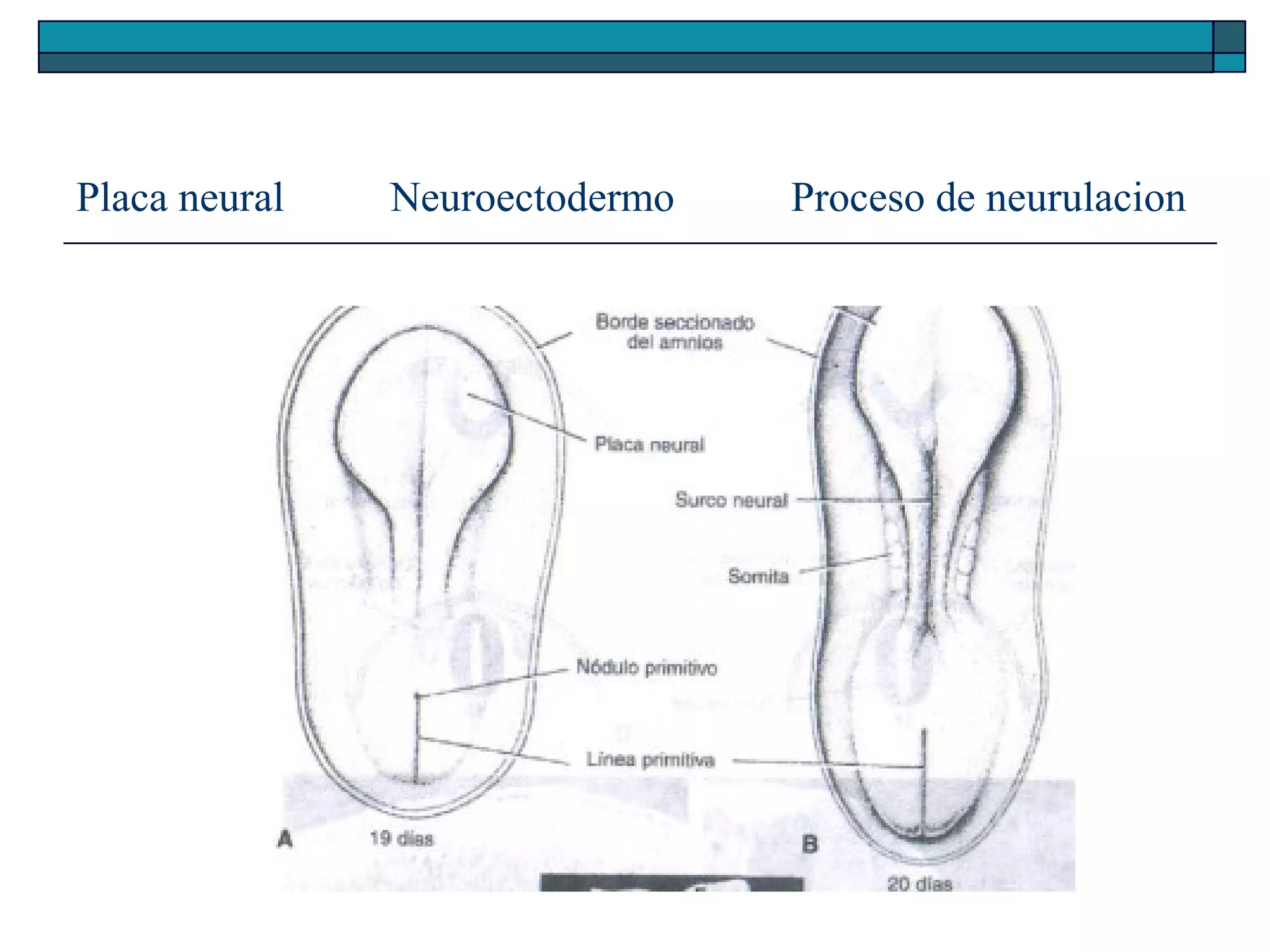 Placa neural

Neuroectodermo

Proceso de neurulacion

 