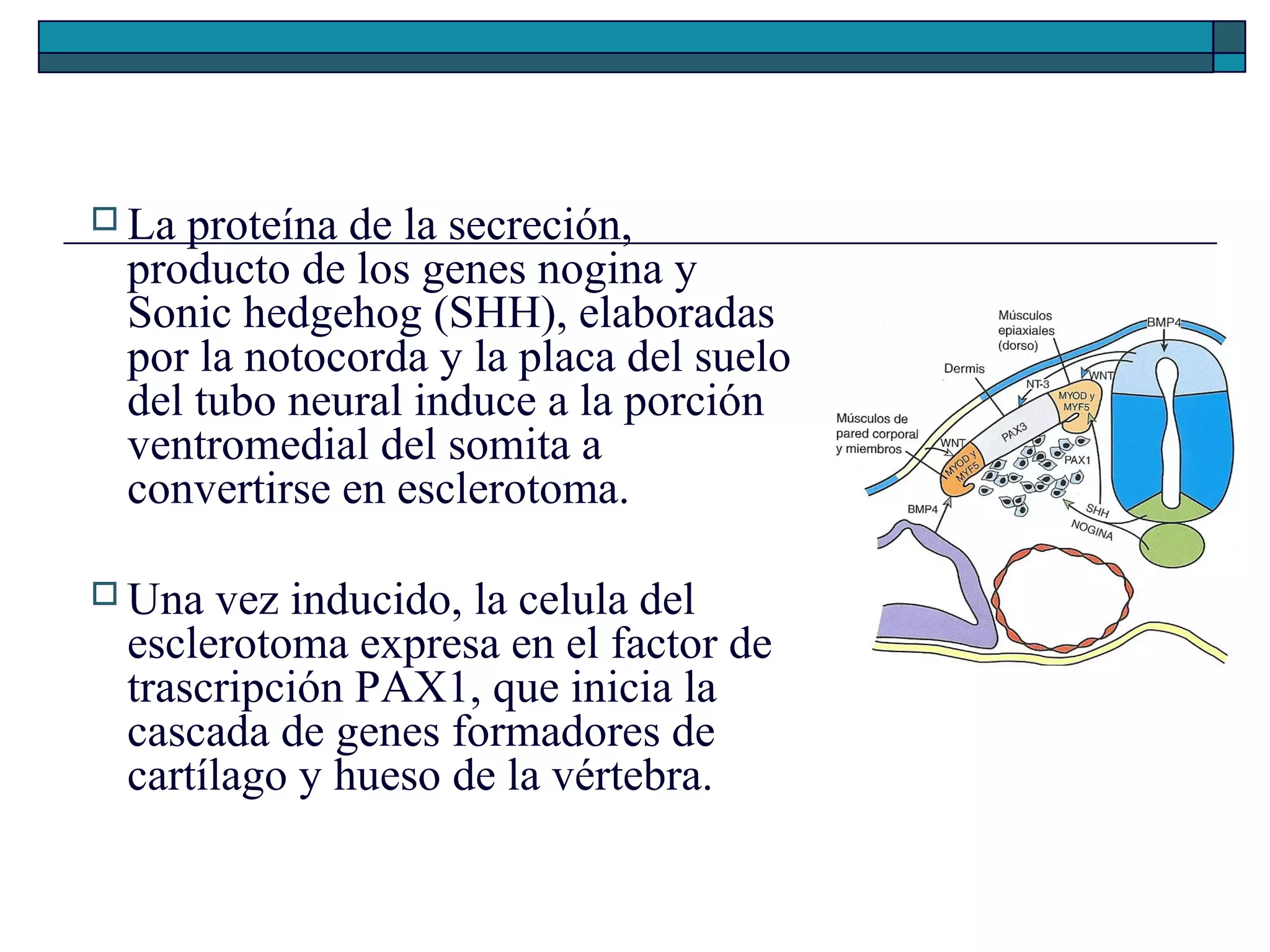  La

proteína de la secreción,
producto de los genes nogina y
Sonic hedgehog (SHH), elaboradas
por la notocorda y la placa del suelo
del tubo neural induce a la porción
ventromedial del somita a
convertirse en esclerotoma.

 Una

vez inducido, la celula del
esclerotoma expresa en el factor de
trascripción PAX1, que inicia la
cascada de genes formadores de
cartílago y hueso de la vértebra.

 