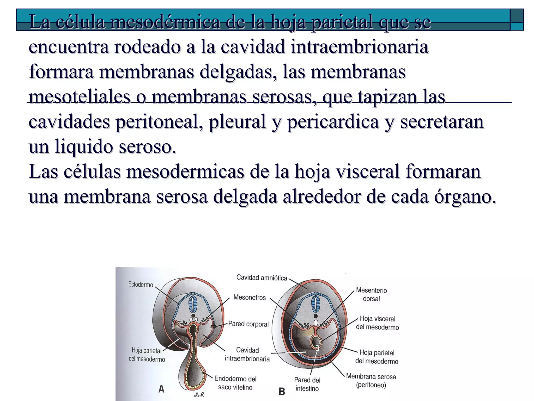 La célula mesodérmica de la hoja parietal que se
encuentra rodeado a la cavidad intraembrionaria
formara membranas delgadas, las membranas
mesoteliales o membranas serosas, que tapizan las
cavidades peritoneal, pleural y pericardica y secretaran
un liquido seroso.
Las células mesodermicas de la hoja visceral formaran
una membrana serosa delgada alrededor de cada órgano.

 