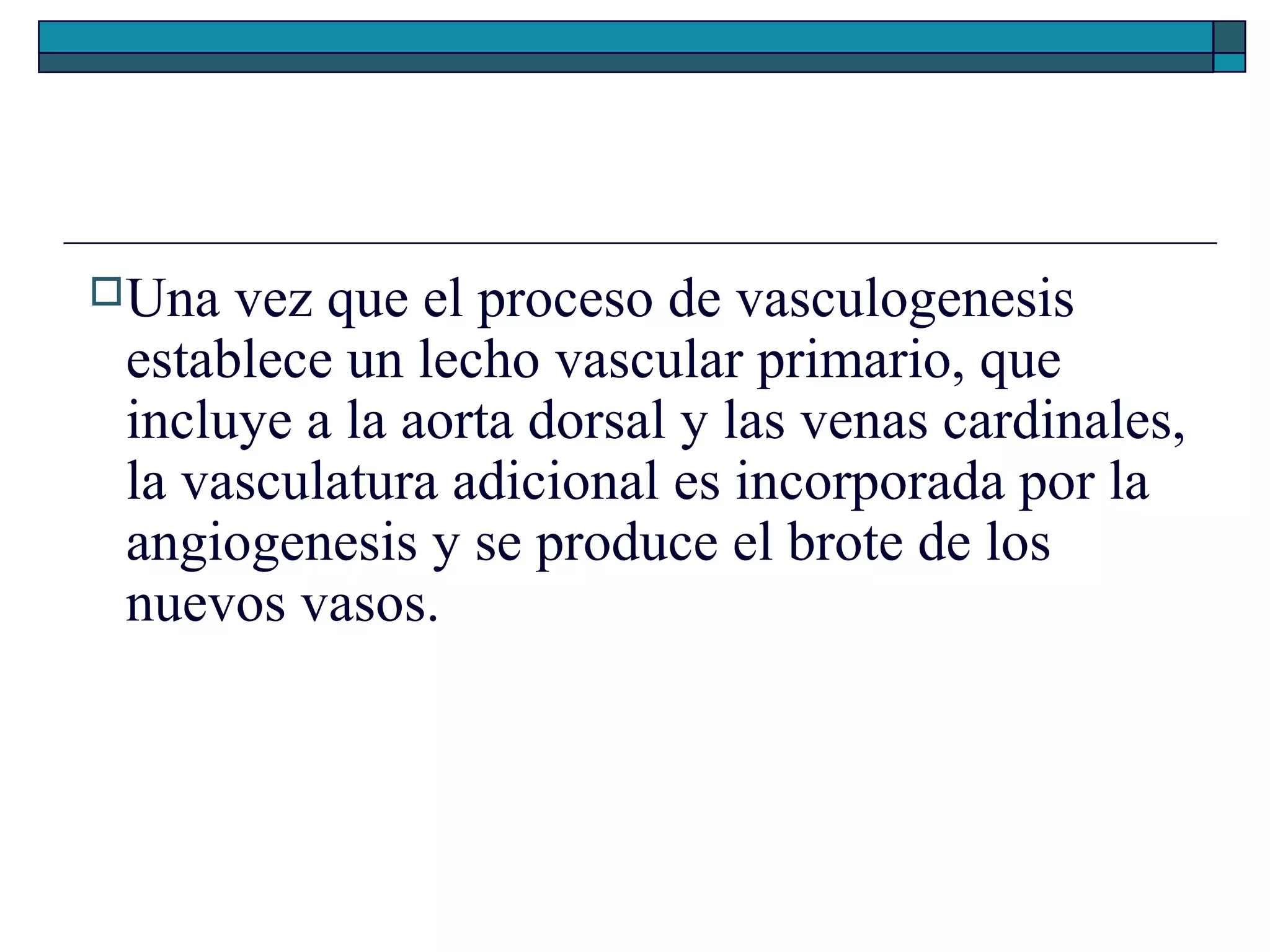  Una

vez que el proceso de vasculogenesis
establece un lecho vascular primario, que
incluye a la aorta dorsal y las venas cardinales,
la vasculatura adicional es incorporada por la
angiogenesis y se produce el brote de los
nuevos vasos.

 