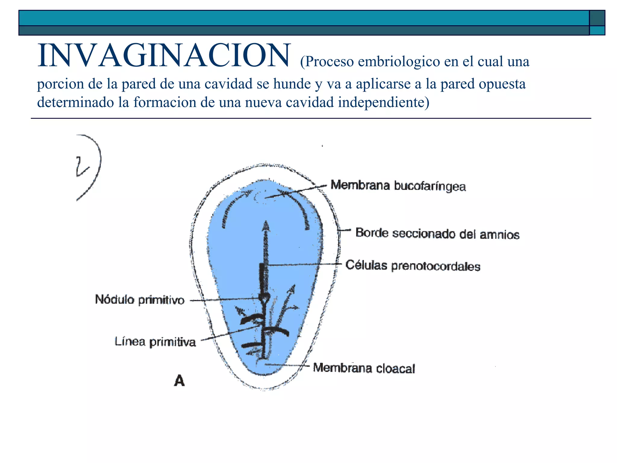 INVAGINACION (Proceso embriologico en el cual una
porcion de la pared de una cavidad se hunde y va a aplicarse a la pared opuesta
determinado la formacion de una nueva cavidad independiente)

 