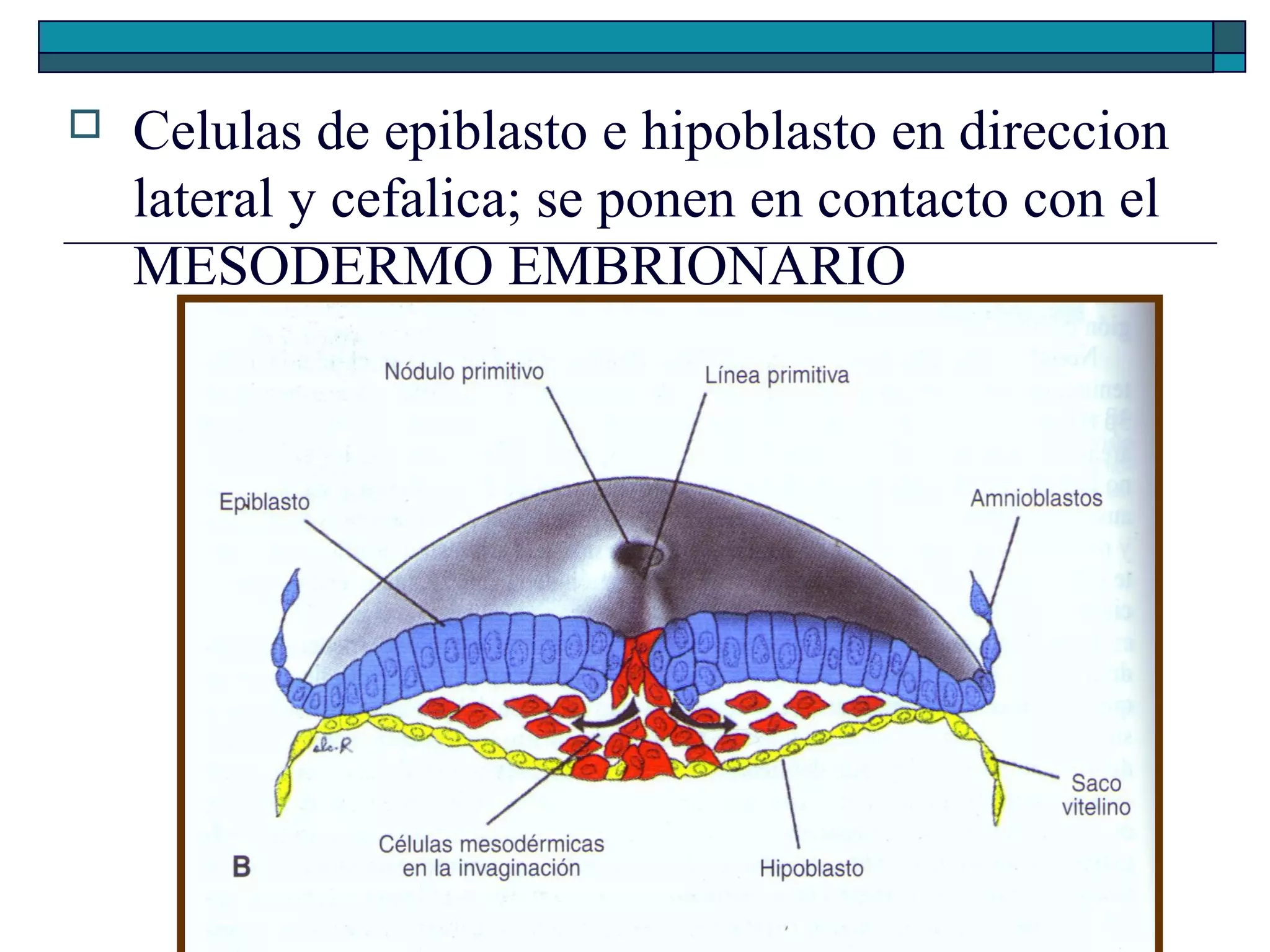 

Celulas de epiblasto e hipoblasto en direccion
lateral y cefalica; se ponen en contacto con el
MESODERMO EMBRIONARIO

 