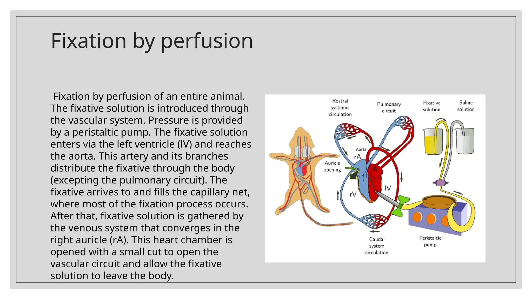 Fixation by perfusion
Fixation by perfusion of an entire animal.
The fixative solution is introduced through
the vascular system. Pressure is provided
by a peristaltic pump. The fixative solution
enters via the left ventricle (lV) and reaches
the aorta. This artery and its branches
distribute the fixative through the body
(excepting the pulmonary circuit). The
fixative arrives to and fills the capillary net,
where most of the fixation process occurs.
After that, fixative solution is gathered by
the venous system that converges in the
right auricle (rA). This heart chamber is
opened with a small cut to open the
vascular circuit and allow the fixative
solution to leave the body.
 