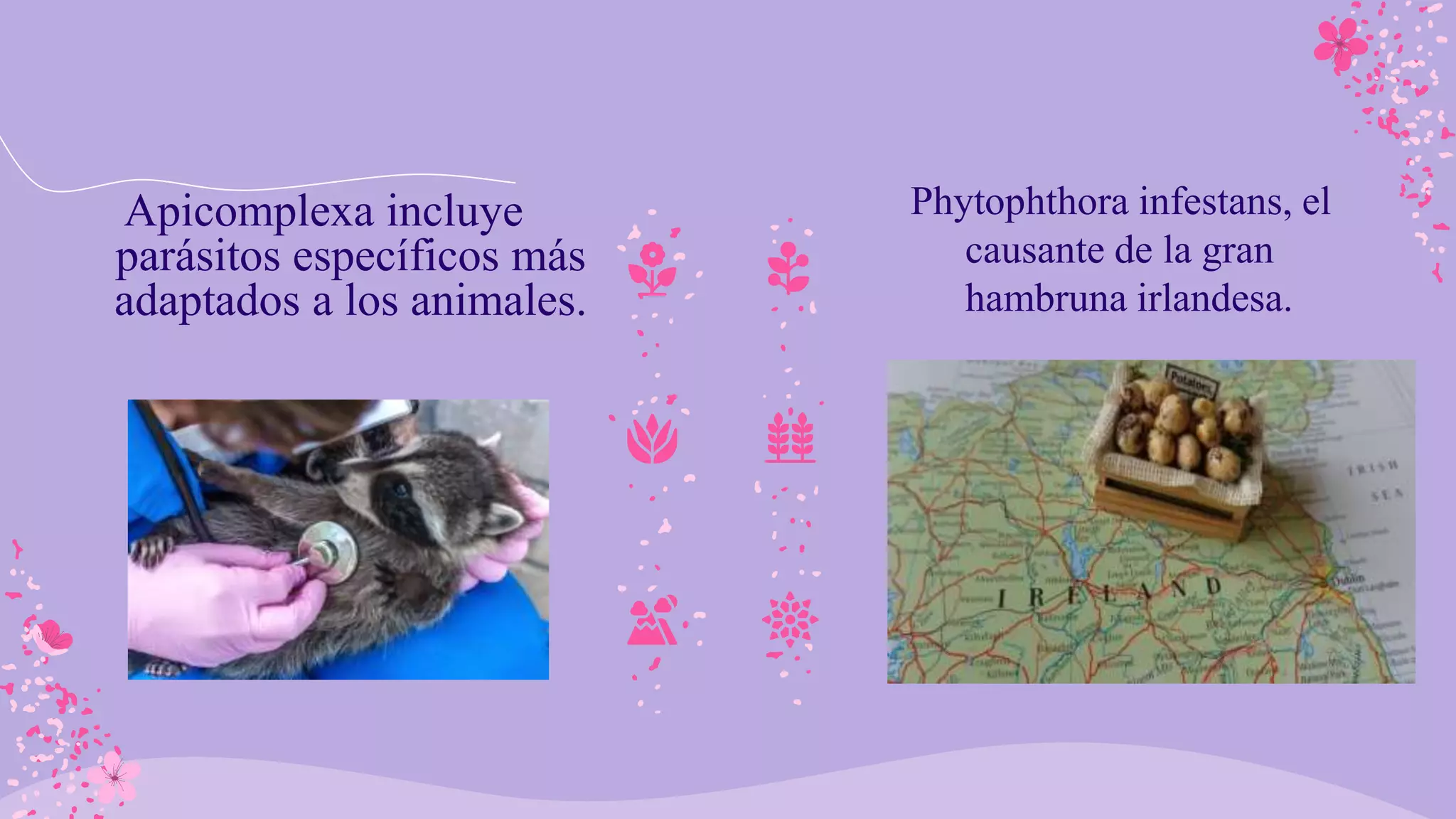 Phytophthora infestans, el
causante de la gran
hambruna irlandesa.
Apicomplexa incluye
parásitos específicos más
adaptados a los animales.
 