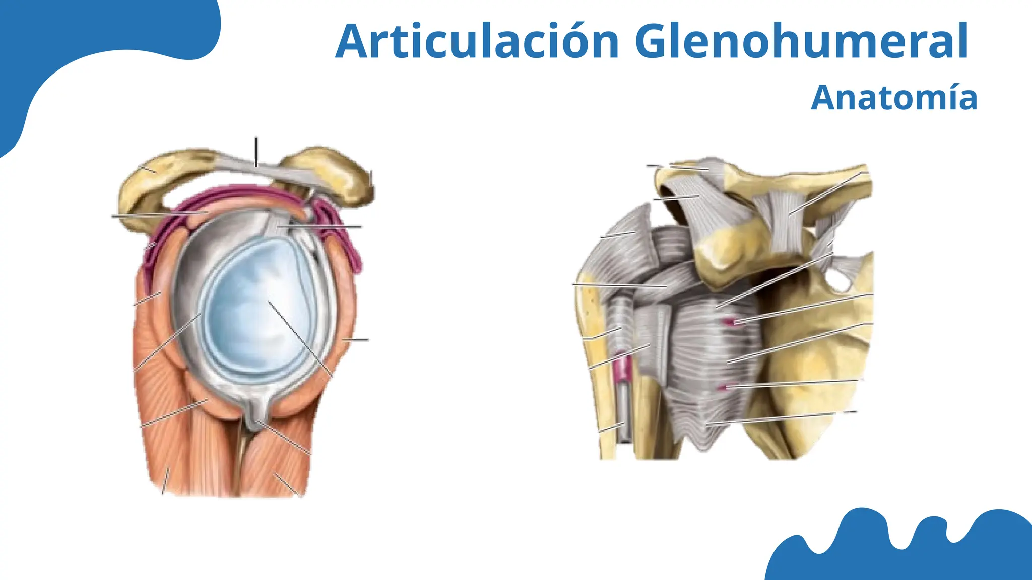 Articulación Glenohumeral
Anatomía
 