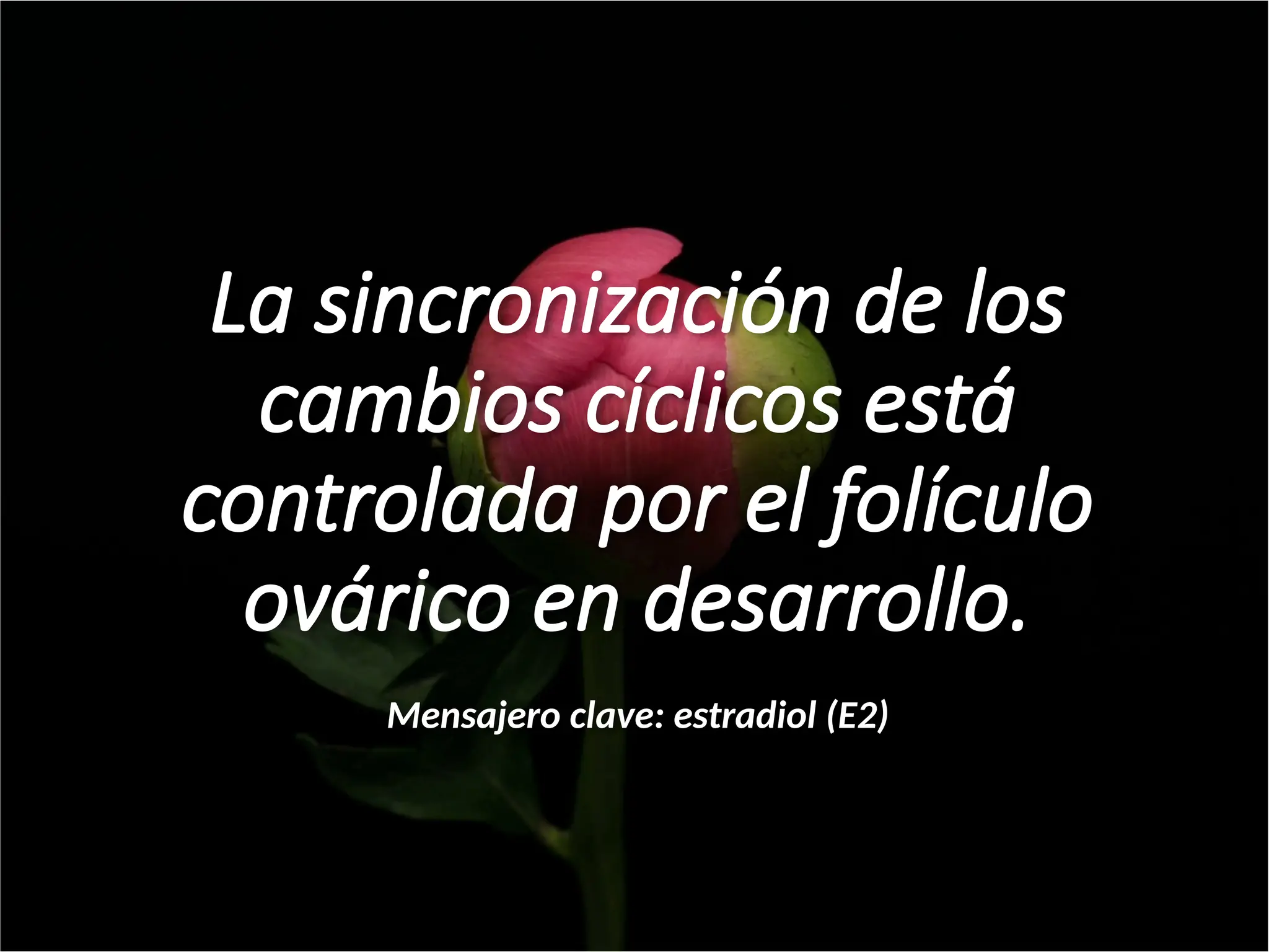 La sincronización de los
cambios cíclicos está
controlada por el folículo
ovárico en desarrollo.
Mensajero clave: estradiol (E2)
 