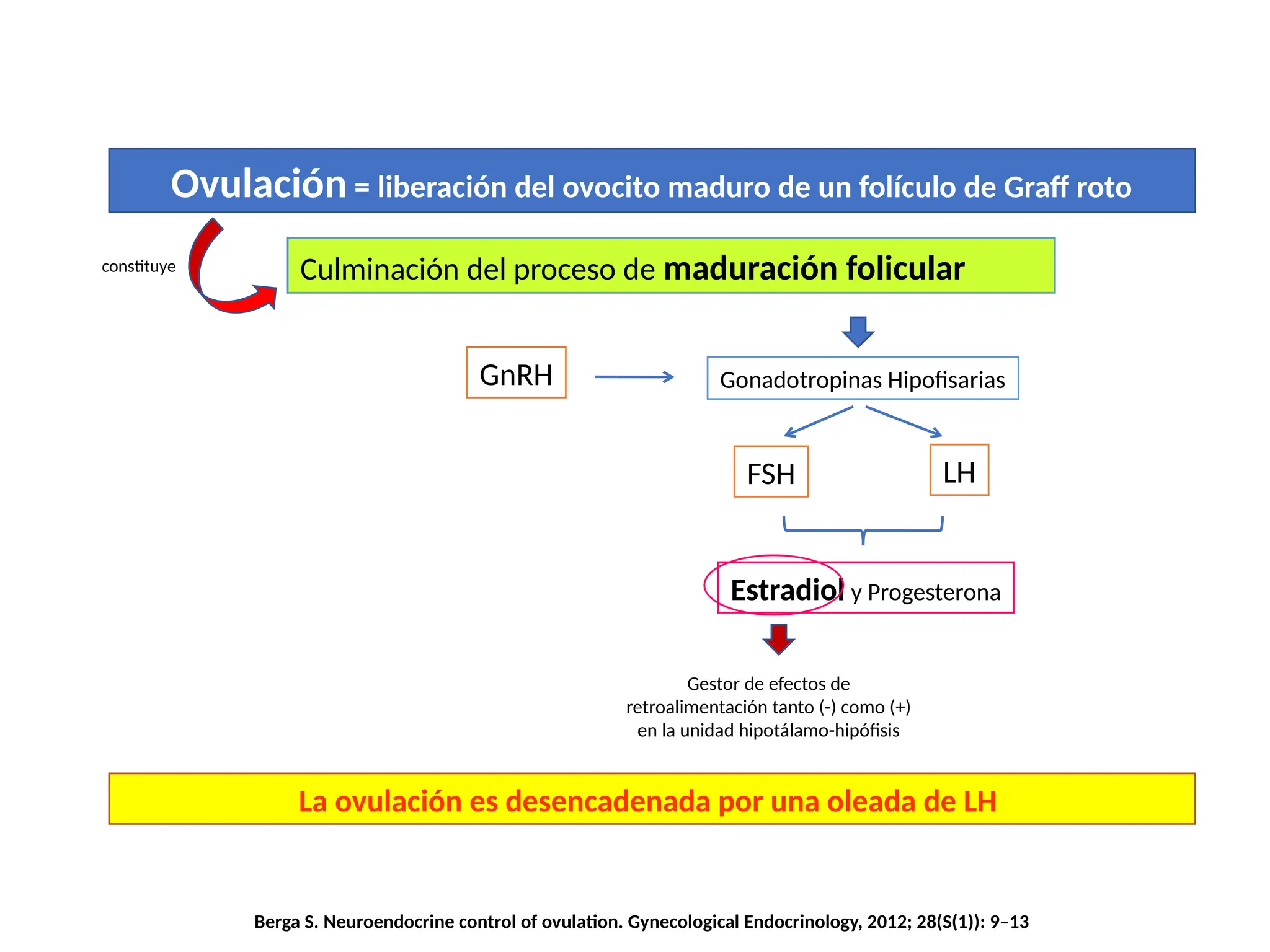 Ovulación = liberación del ovocito maduro de un folículo de Graff roto
Culminación del proceso de maduración folicular
constituye
Gonadotropinas Hipofisarias
FSH LH
GnRH
Estradiol y Progesterona
Gestor de efectos de
retroalimentación tanto (-) como (+)
en la unidad hipotálamo-hipófisis
La ovulación es desencadenada por una oleada de LH
Berga S. Neuroendocrine control of ovulation. Gynecological Endocrinology, 2012; 28(S(1)): 9–13
 